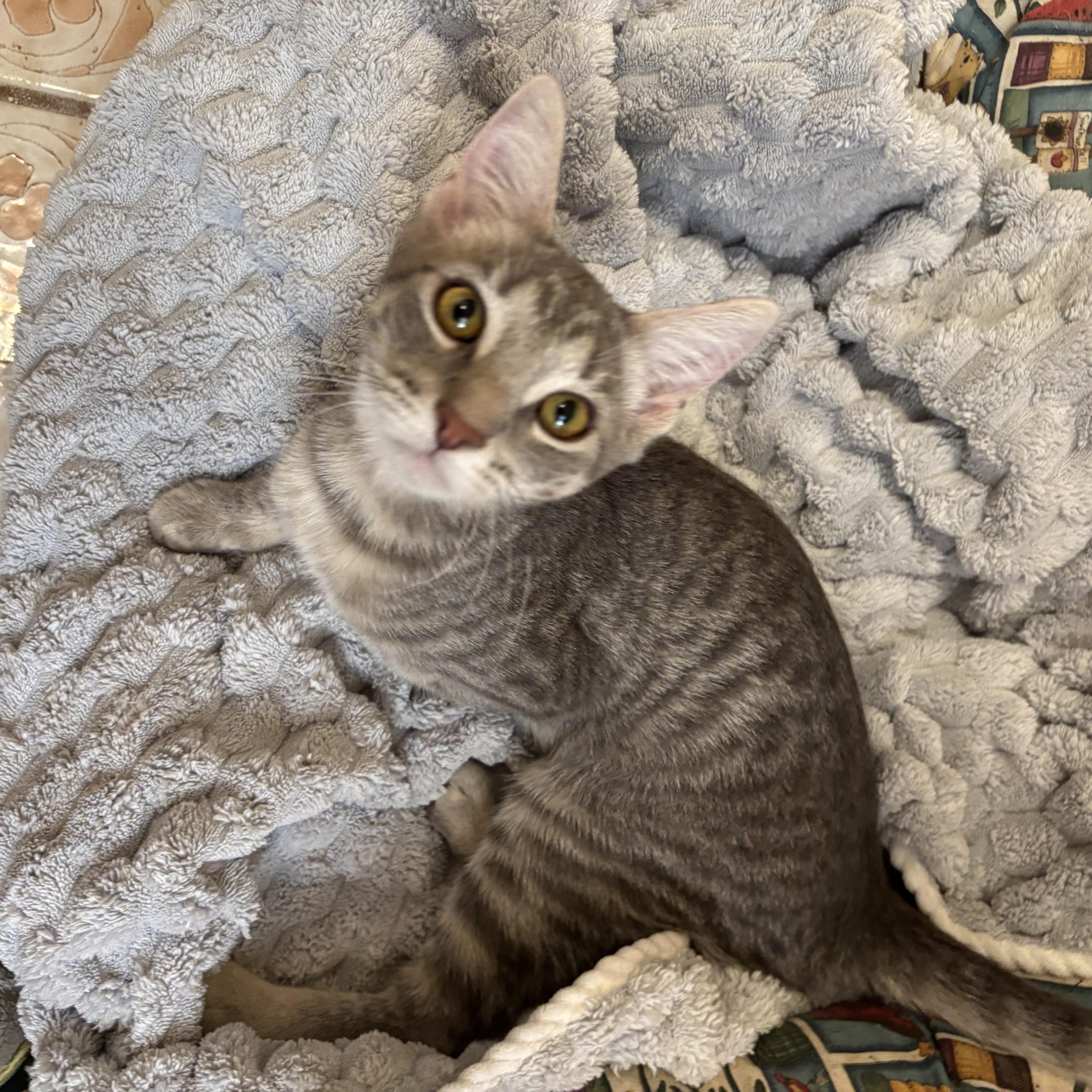 Enlarge Nala, a ADOPTABLE Domestic Short Hair in Sierra Vista, AZ image 3/4