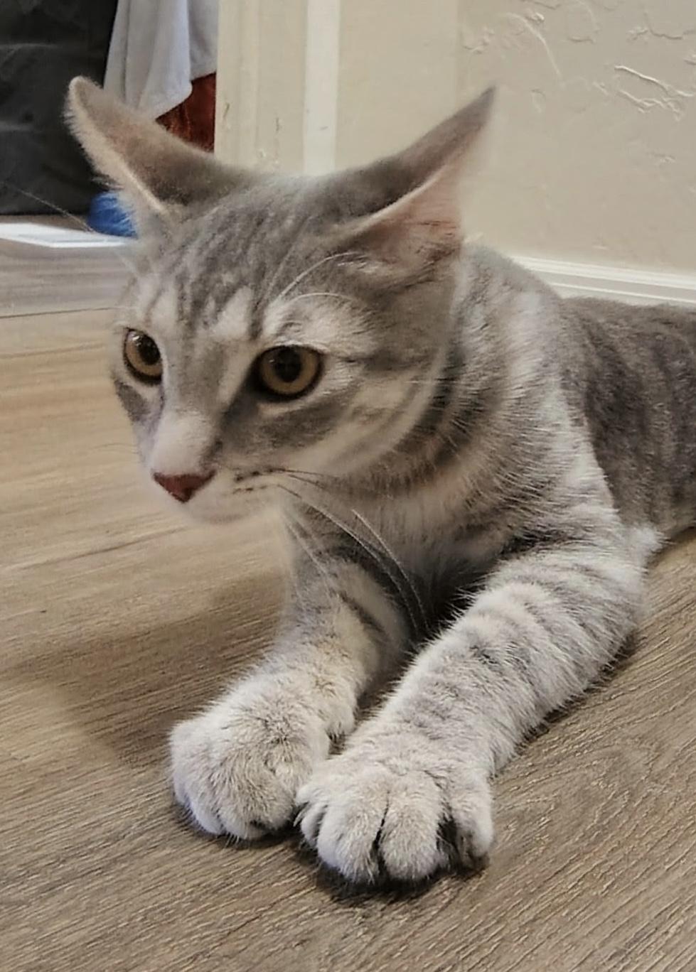 Enlarge Nala, a ADOPTABLE Domestic Short Hair in Sierra Vista, AZ image 2/4