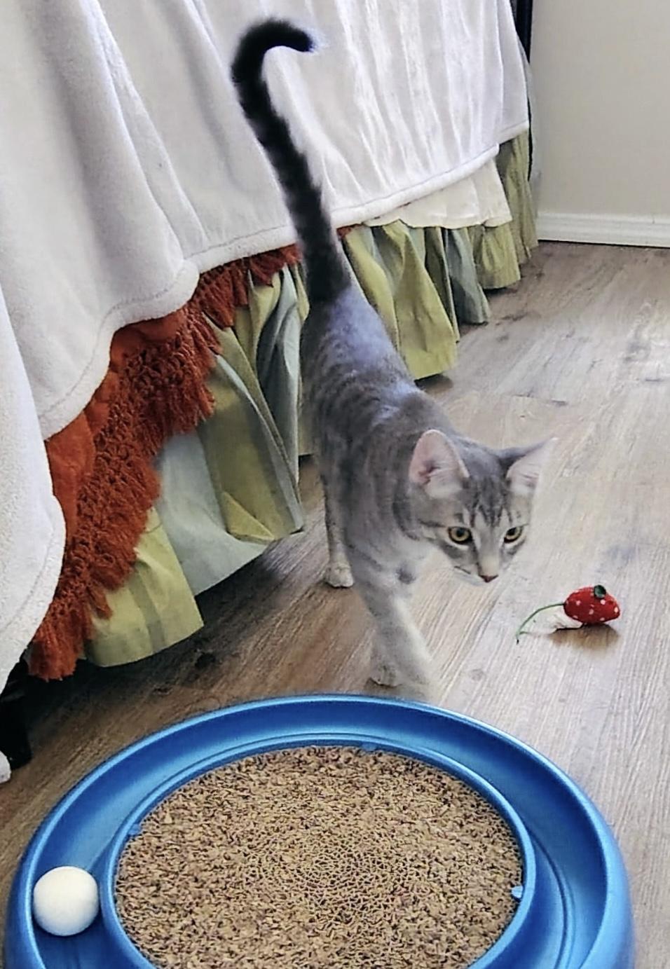 Enlarge Nala, a ADOPTABLE Domestic Short Hair in Sierra Vista, AZ image 4/4