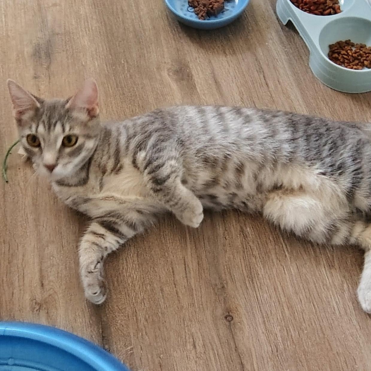 Nala, ADOPTABLE, Kitten Female Domestic Short Hair.
