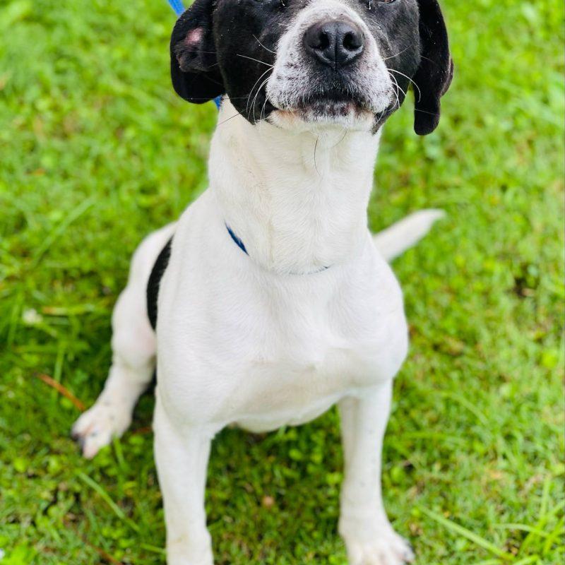 AC#3169 "Knox", an adopted Hound Mix in Conyers, GA_image-1