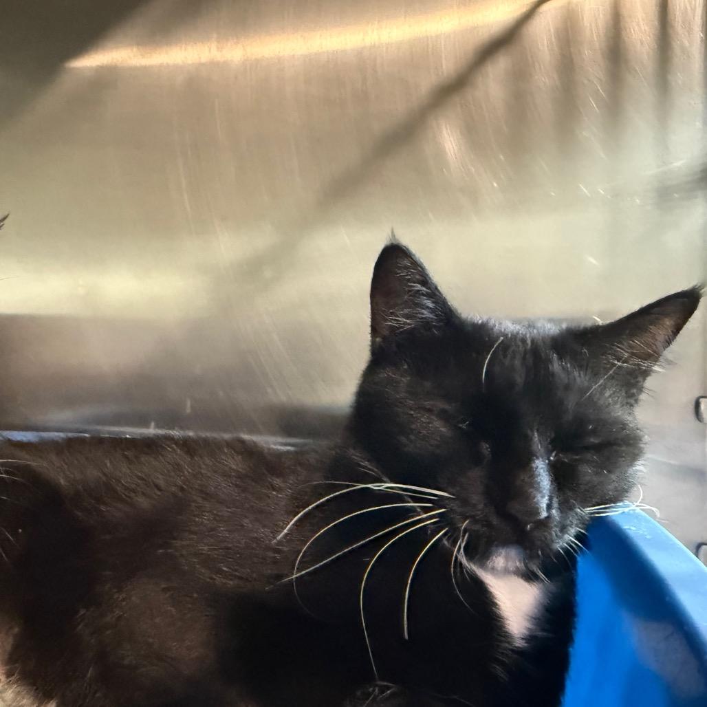 Mittens-Mom, Adoptable, Adult Female Domestic Short Hair.