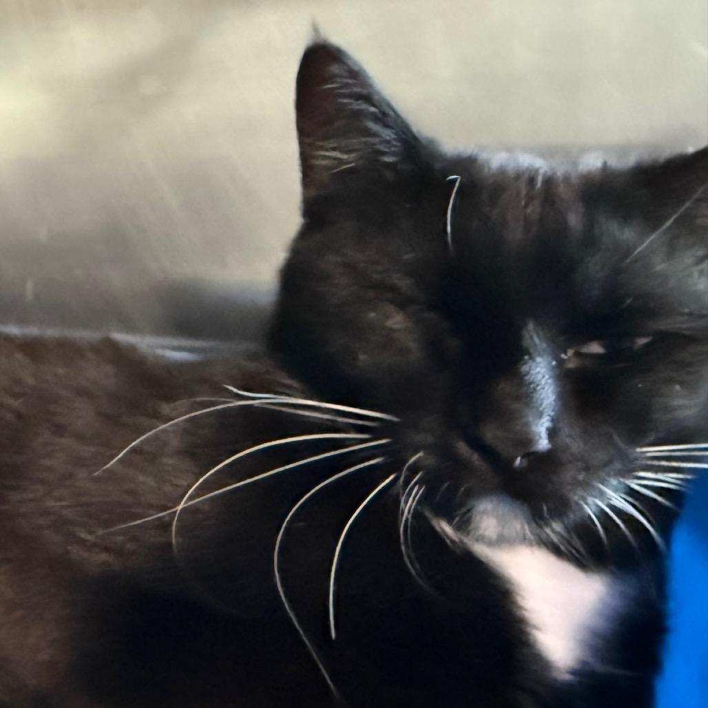 Enlarge Mittens-Mom, a Adoptable Domestic Short Hair in Cedaredge, CO image 2/3
