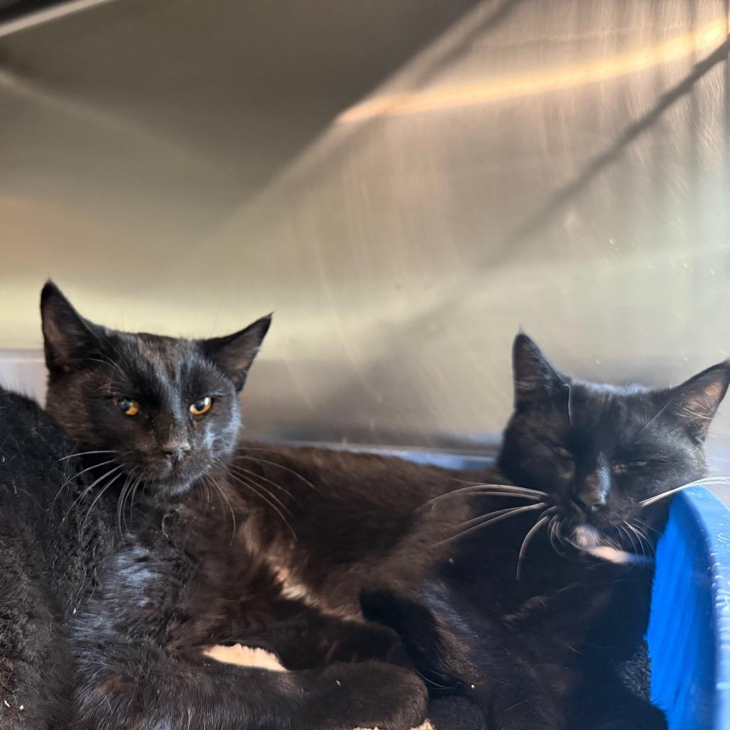 Enlarge Mittens-Mom, a Adoptable Domestic Short Hair in Cedaredge, CO image 3/3