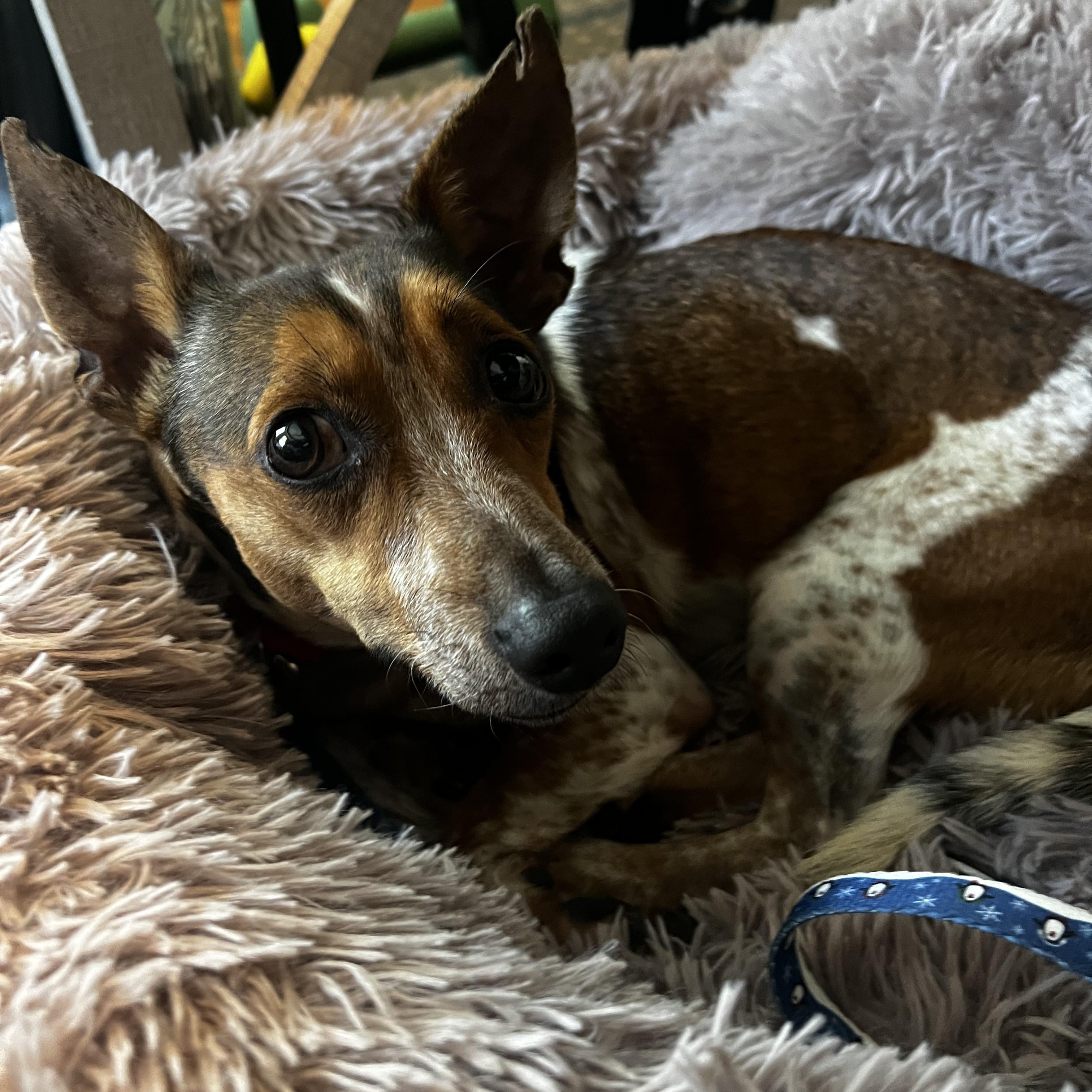 Leo, a Adoptable Mixed Breed in Norwalk, CT image 3/4