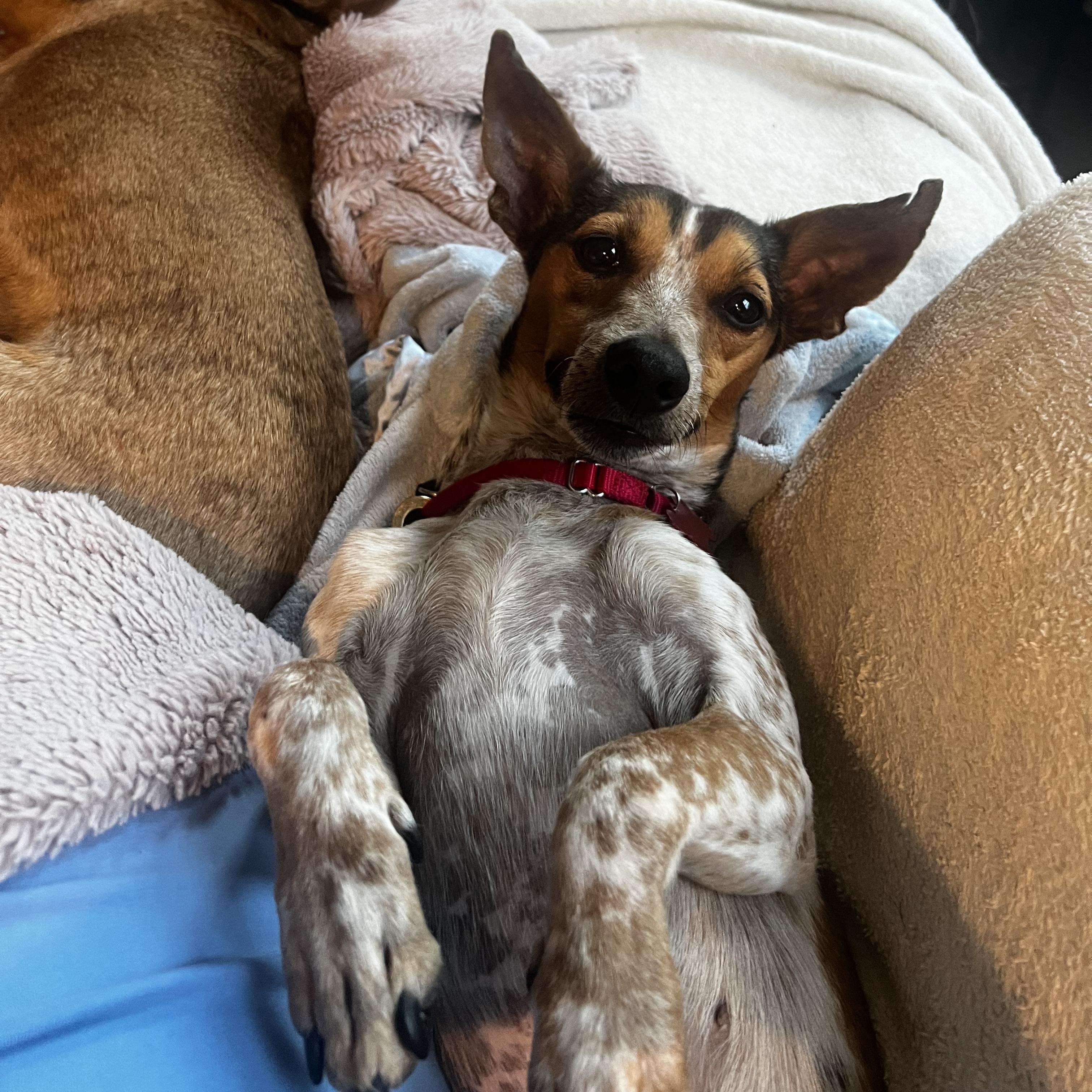 Leo, Adoptable, Adult Male Mixed Breed.