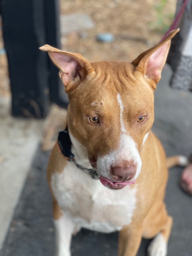 Rogan, an adoptable Staffordshire Bull Terrier in Sonora, CA, 95370 | Photo Image 2