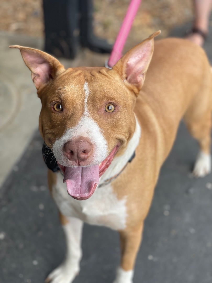 Rogan, an adoptable Staffordshire Bull Terrier in Sonora, CA, 95370 | Photo Image 3