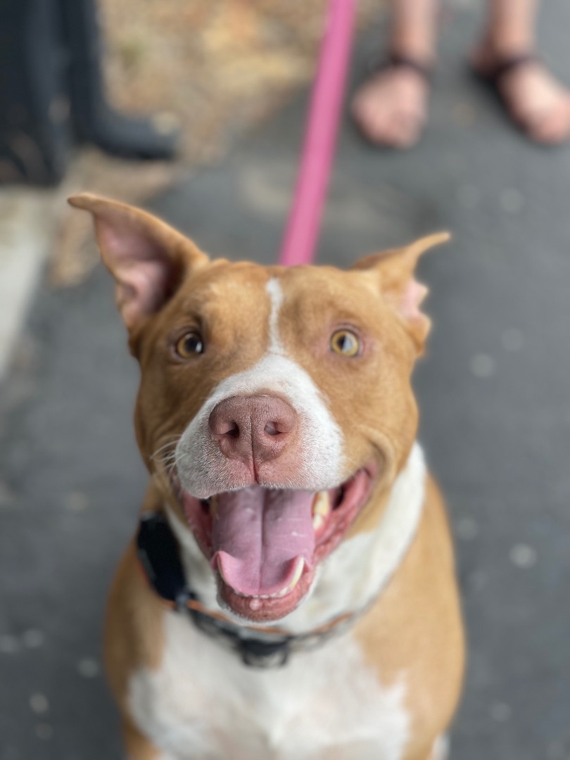 Rogan, an adoptable Staffordshire Bull Terrier in Sonora, CA, 95370 | Photo Image 4