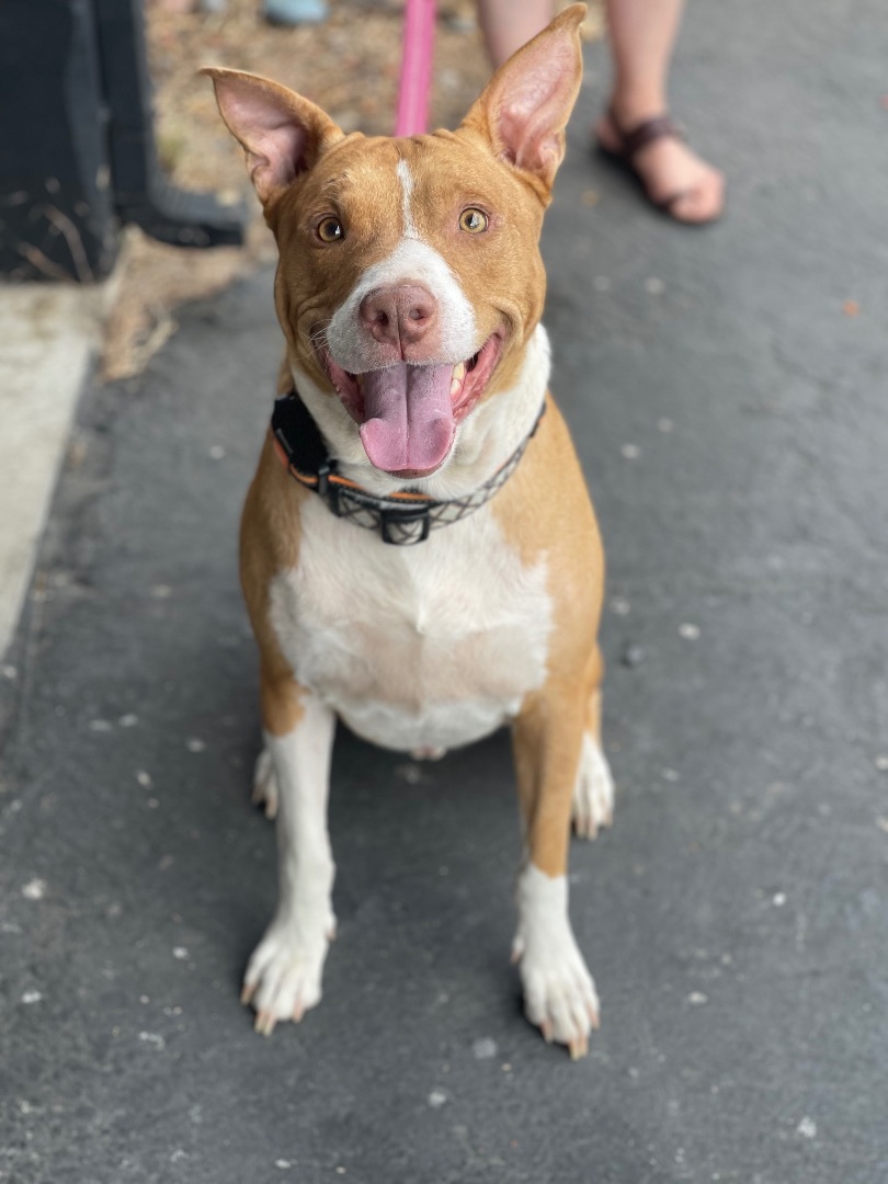 Rogan, an adoptable Staffordshire Bull Terrier in Sonora, CA, 95370 | Photo Image 5