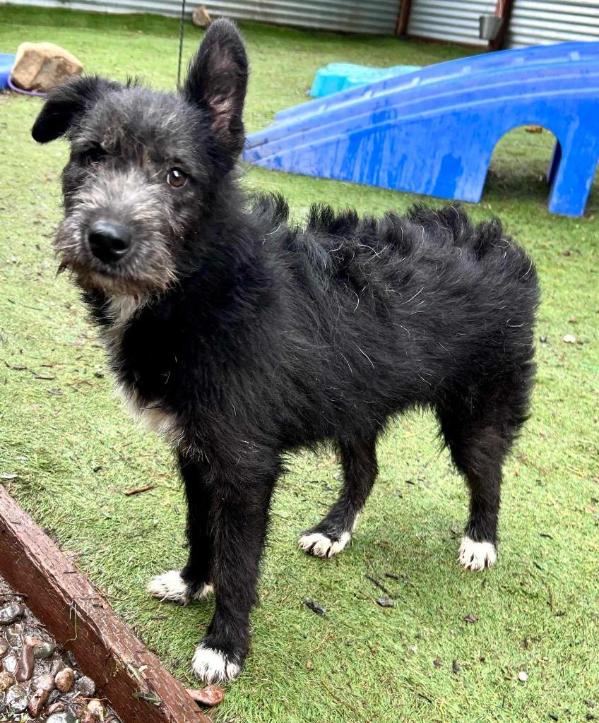 Menbosha, Adoptable, Adult Male Wirehaired Terrier & Labrador Retriever.