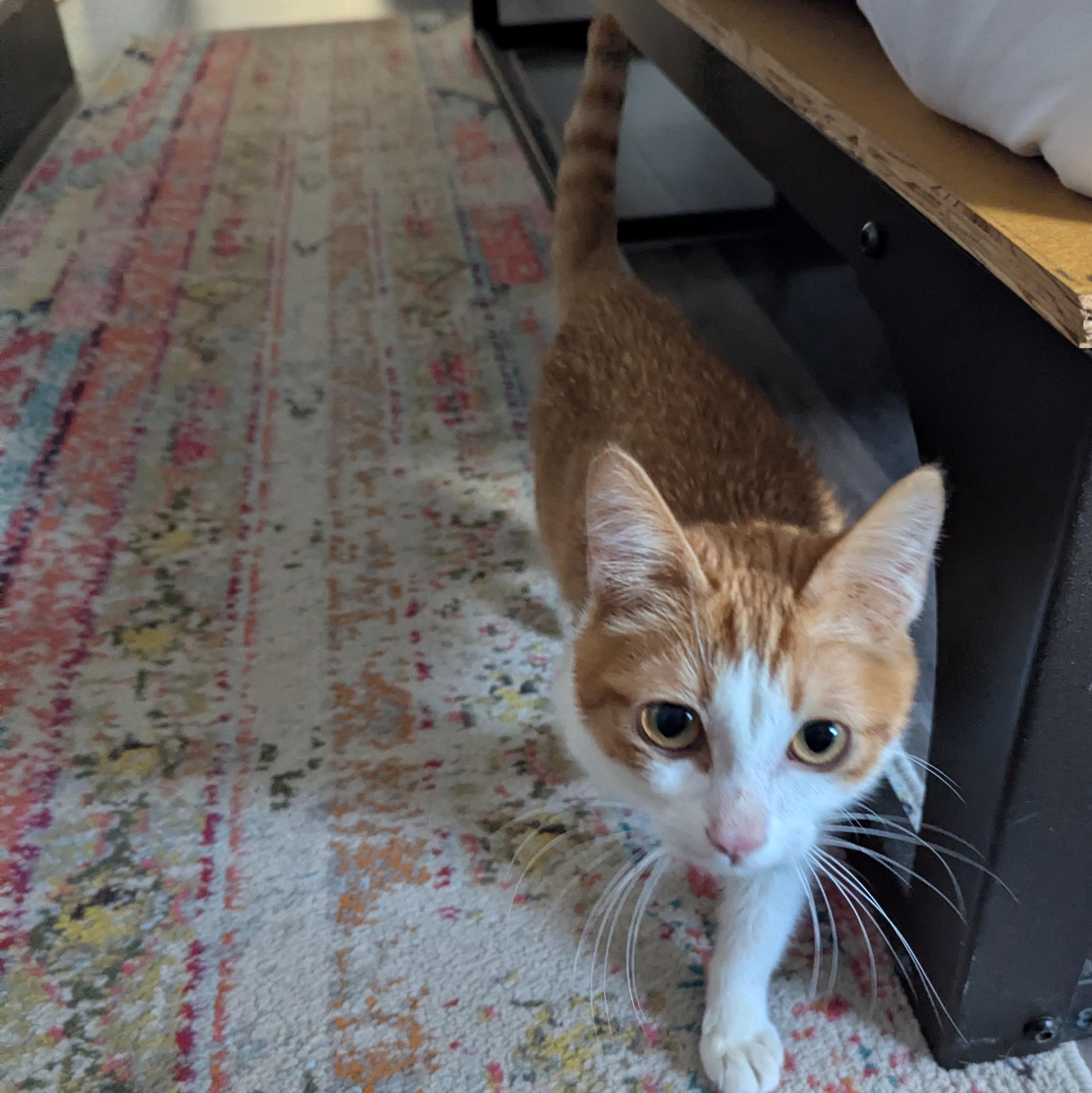 Klingon , ADOPTABLE, Kitten Male Domestic Short Hair.