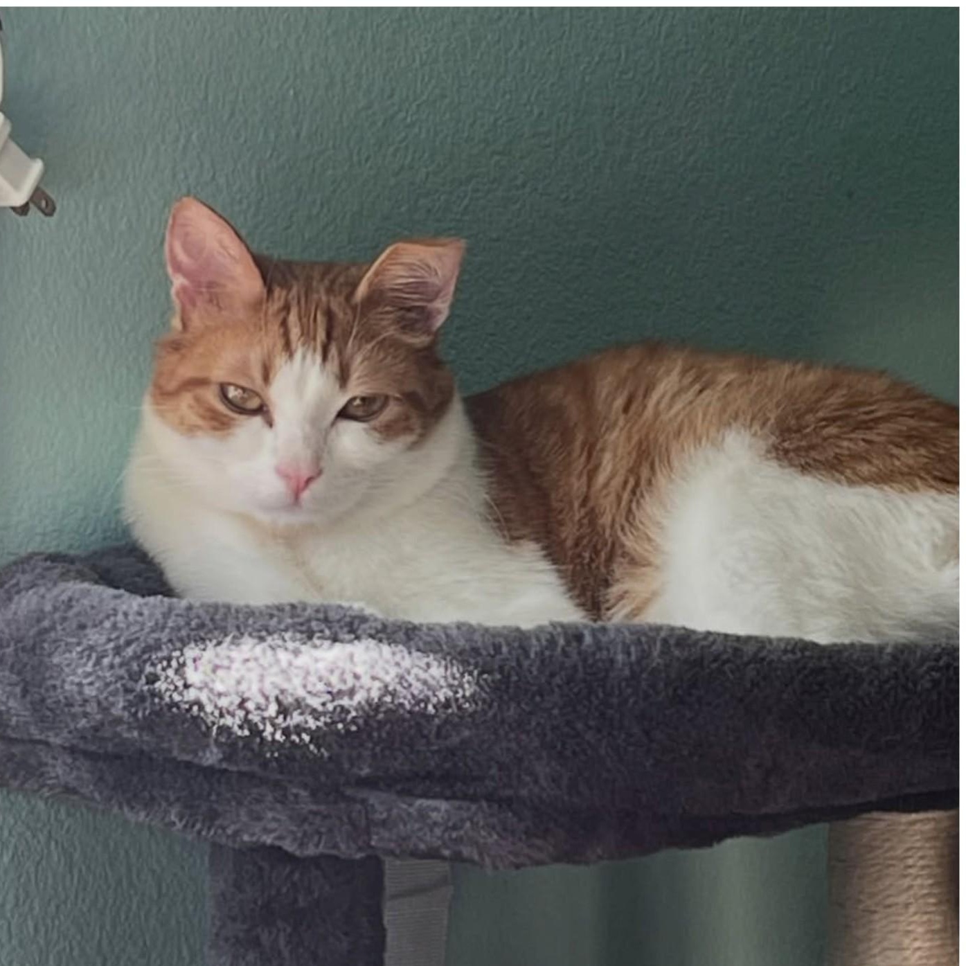 Enlarge Klingon , a Adoptable mixed breed in West Richland, WA image 4/6