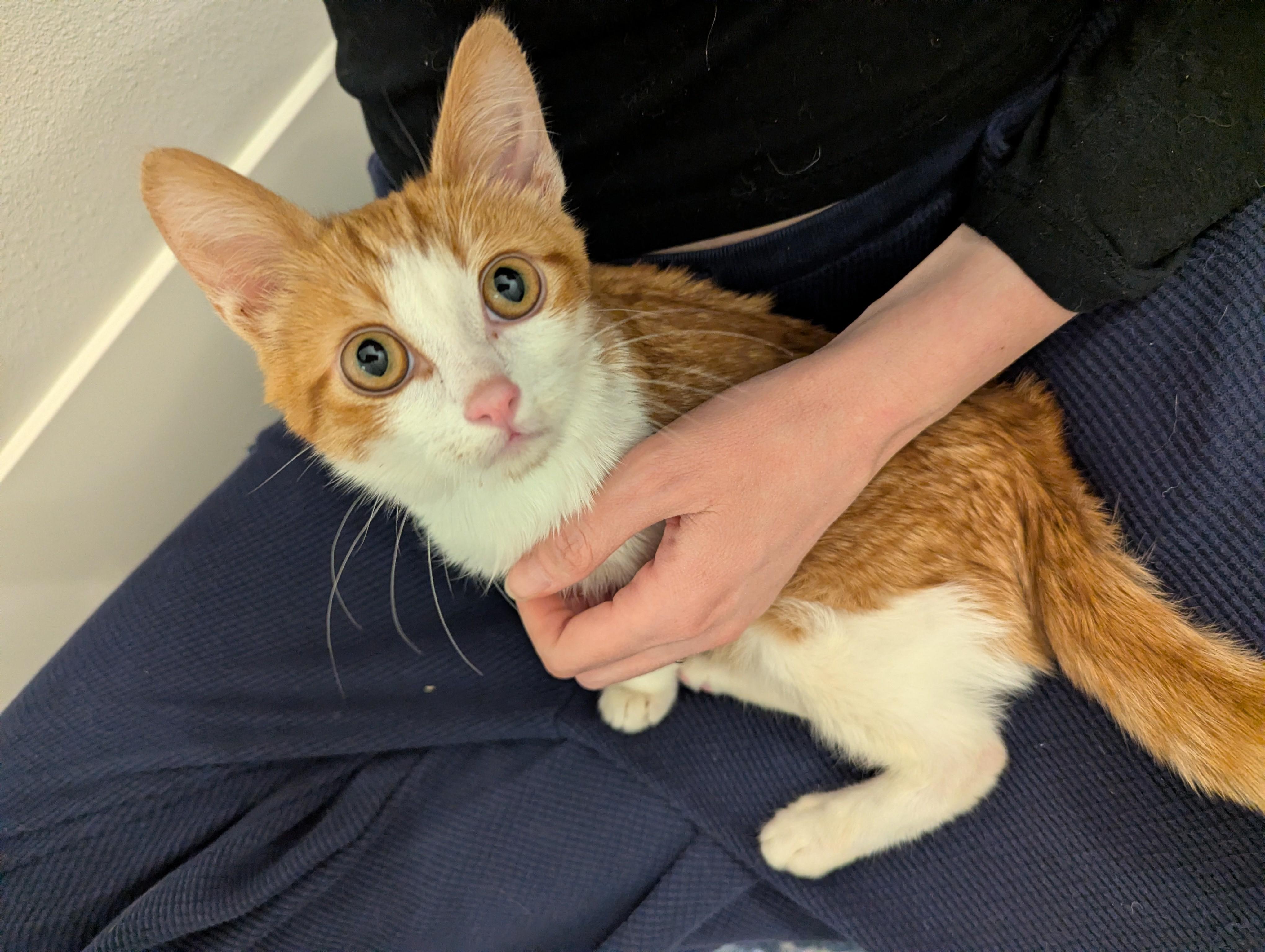 Enlarge Klingon , a ADOPTABLE mixed breed in West Richland, WA image 2/6