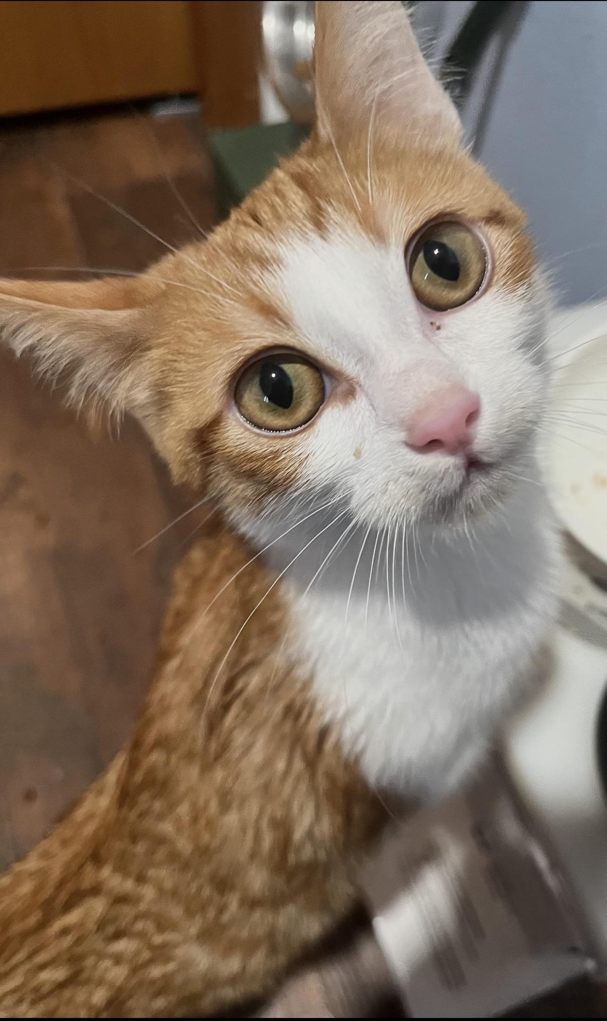 Enlarge Klingon , a ADOPTABLE mixed breed in West Richland, WA image 6/6