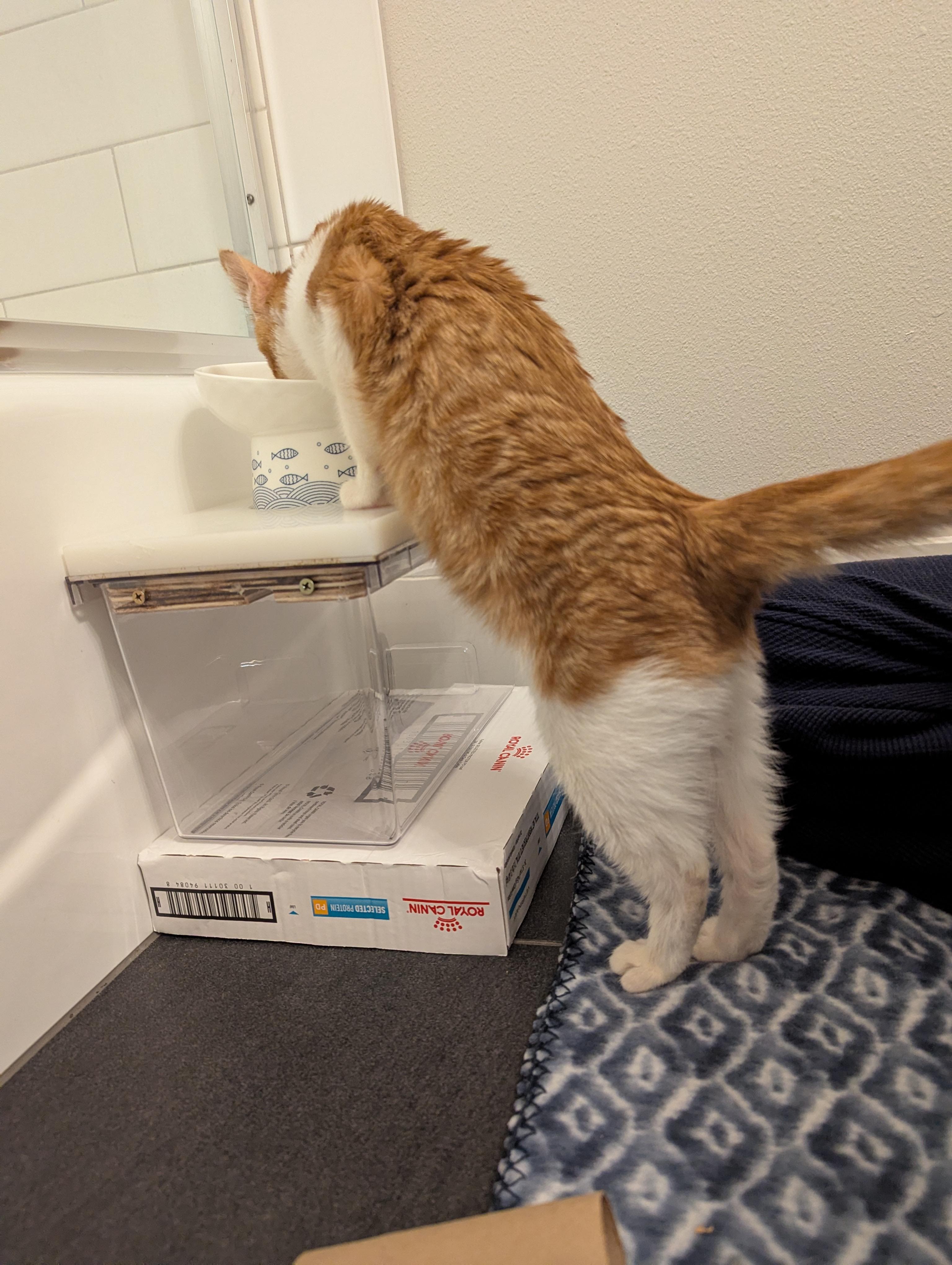 Enlarge Klingon , a ADOPTABLE mixed breed in West Richland, WA image 5/6