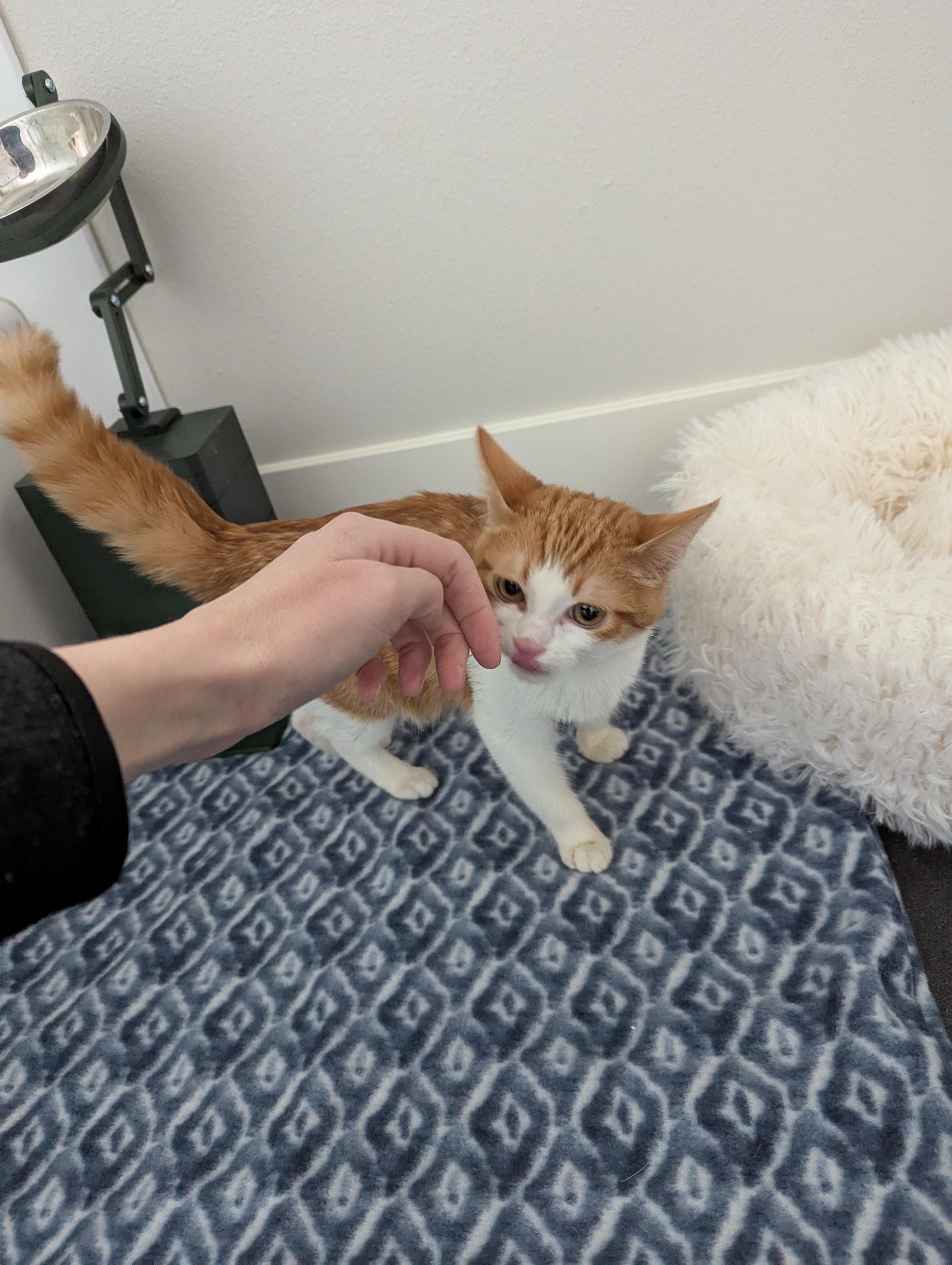 Enlarge Klingon , a ADOPTABLE mixed breed in West Richland, WA image 3/6