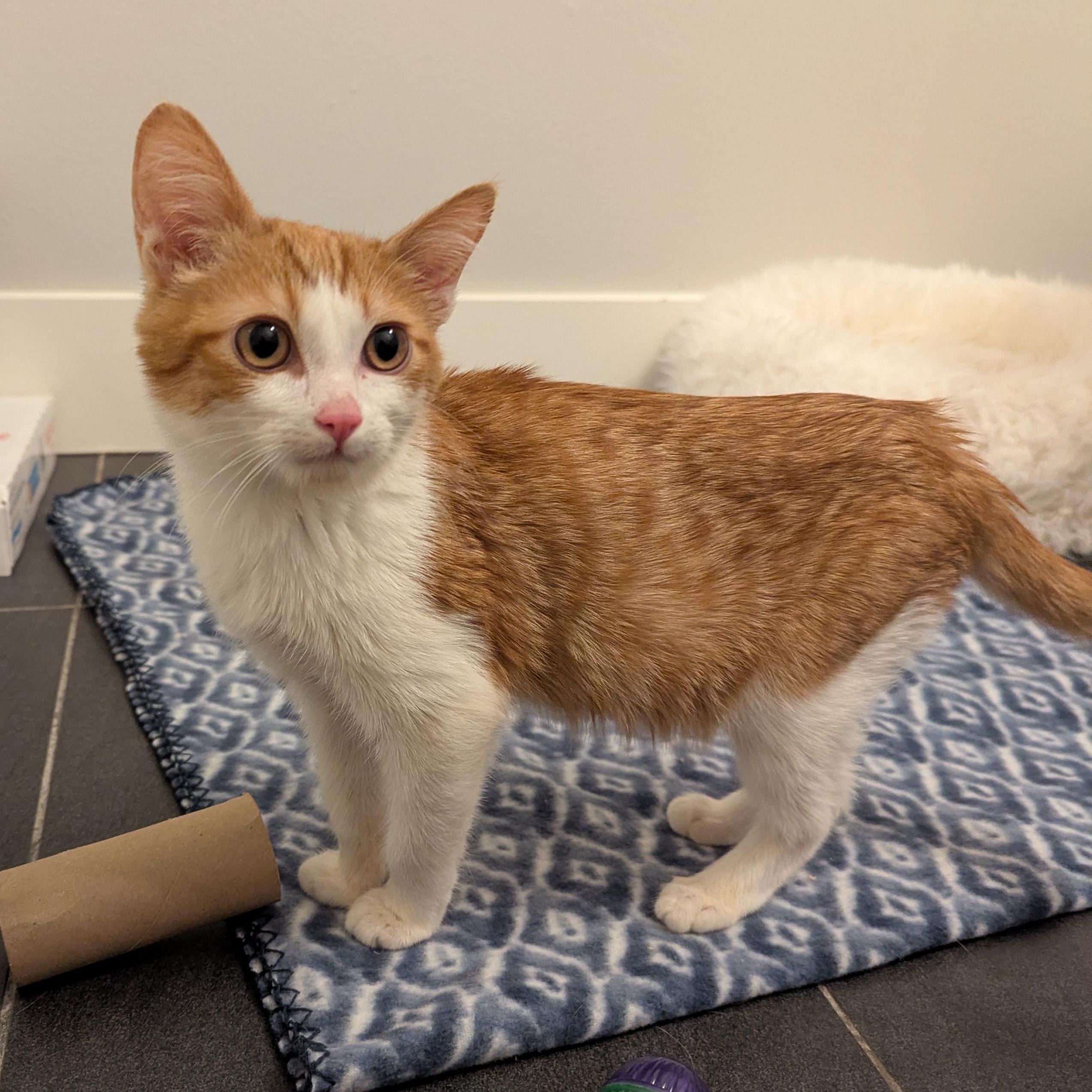 Enlarge Klingon , a ADOPTABLE mixed breed in West Richland, WA image 4/6