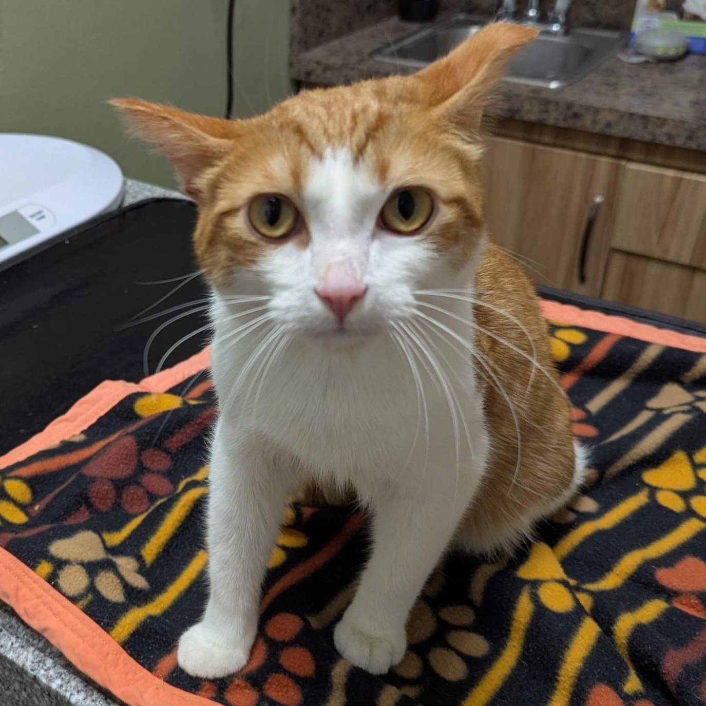 Klingon , Adoptable, Young Male Domestic Short Hair.