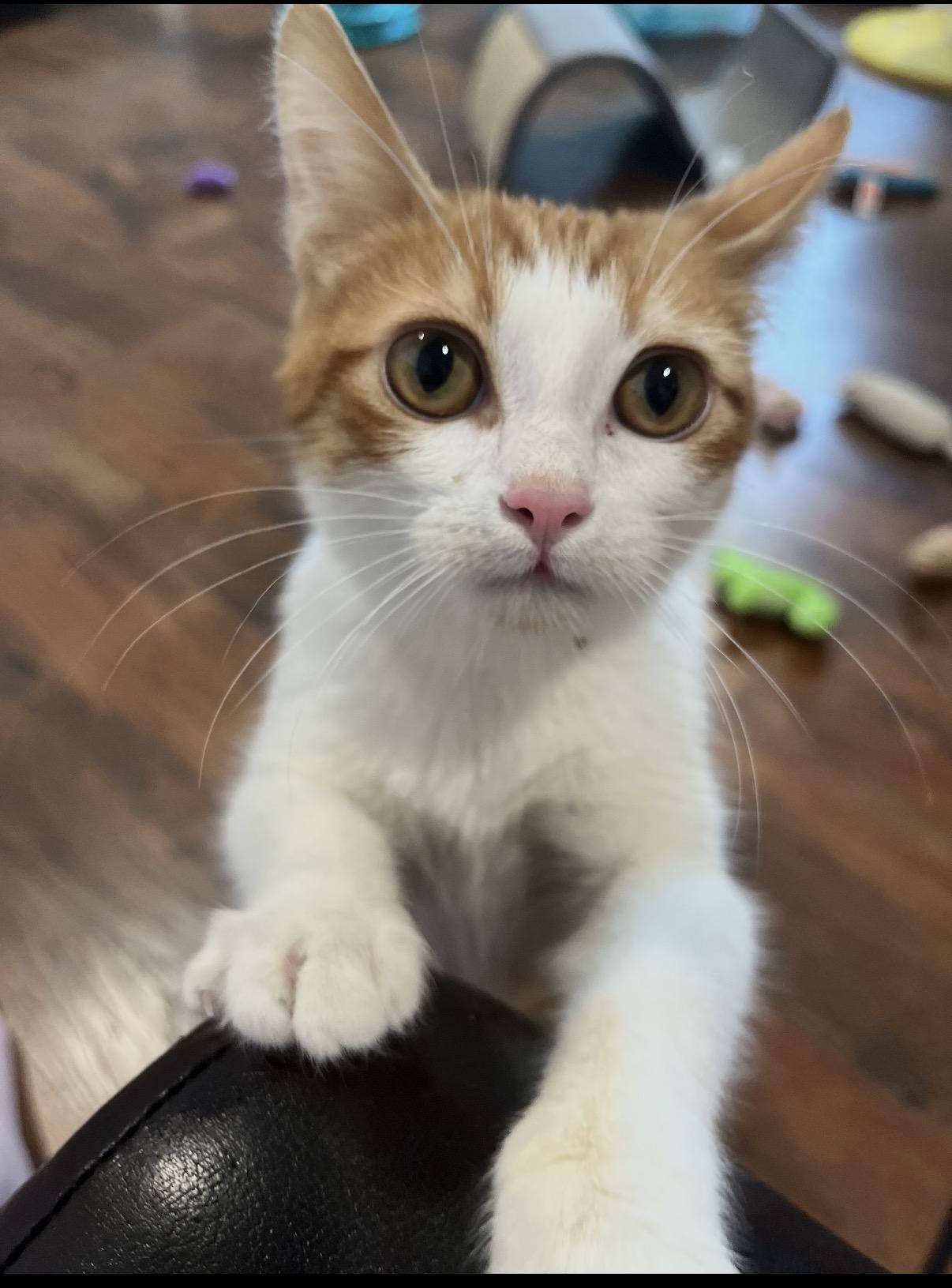 Klingon , ADOPTABLE, Kitten Male Domestic Short Hair.