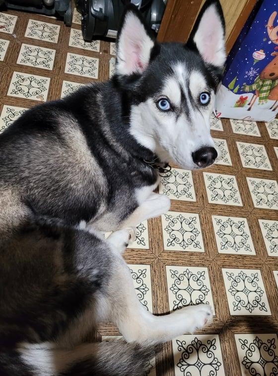 Enlarge Fenris, a Adoptable Siberian Husky in Hollywood, MD image 2/3