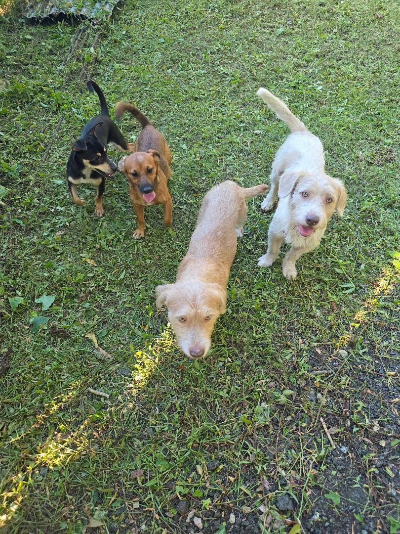 Enlarge Lennon, a Adoptable mixed breed in Albion, NY image 3/3