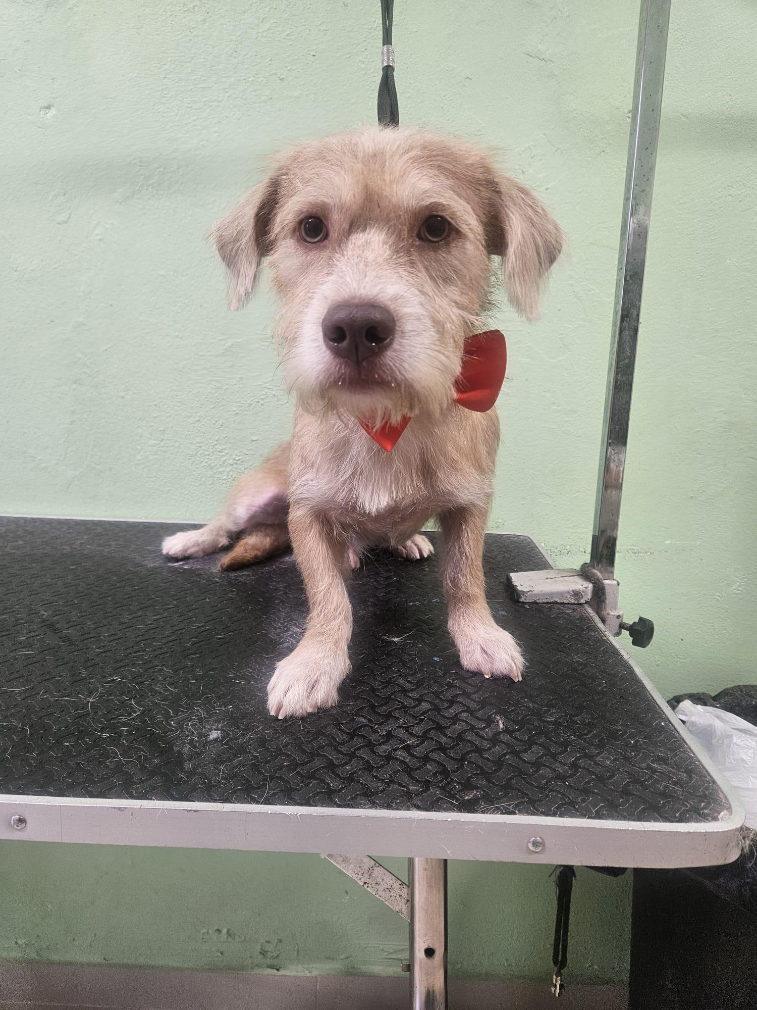 Enlarge Lennon, a Adoptable mixed breed in Albion, NY image 1/3