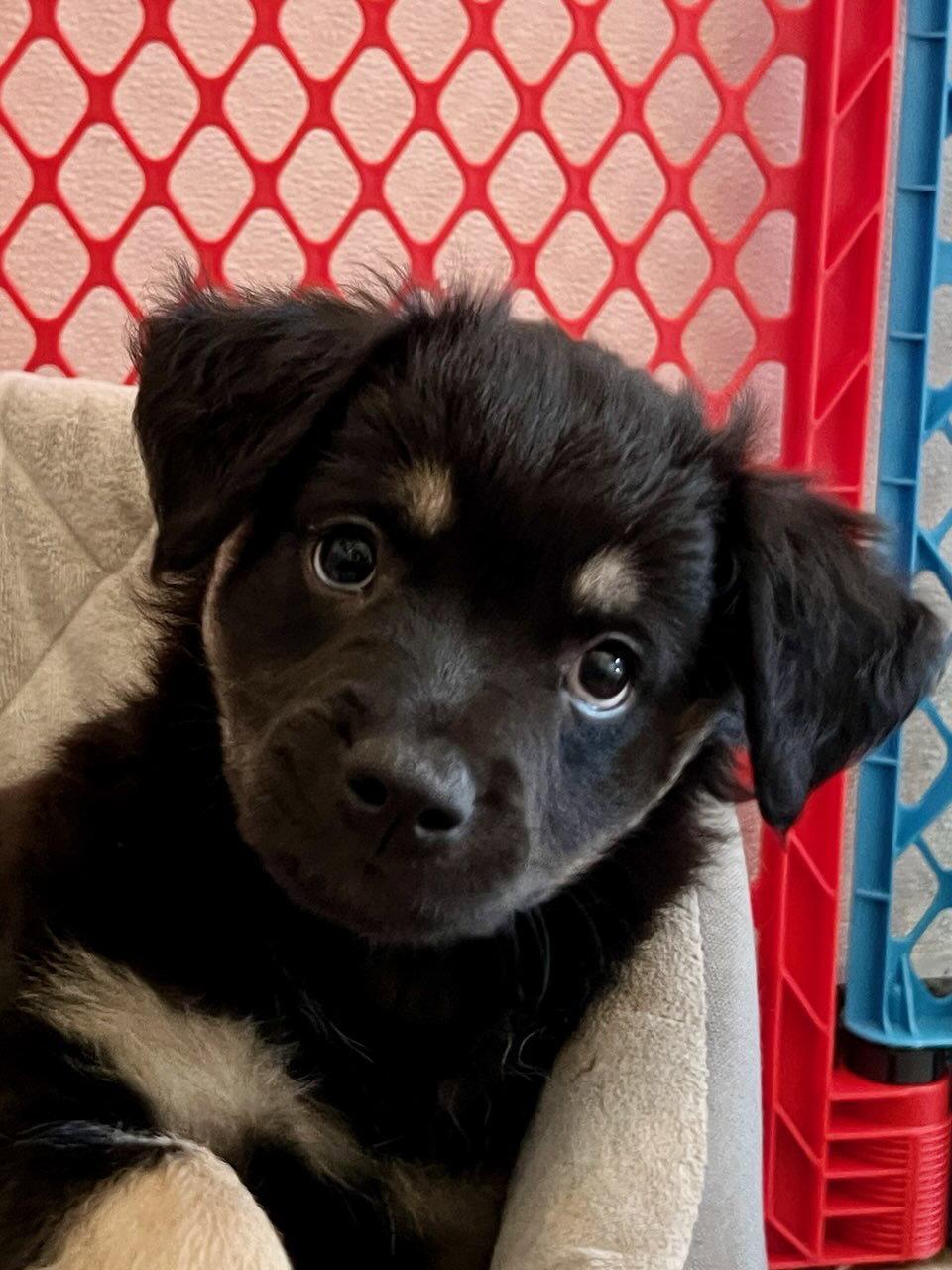 Enlarge TAORMINA, a Adoptable Spaniel in Agoura Hills, CA image 1/3