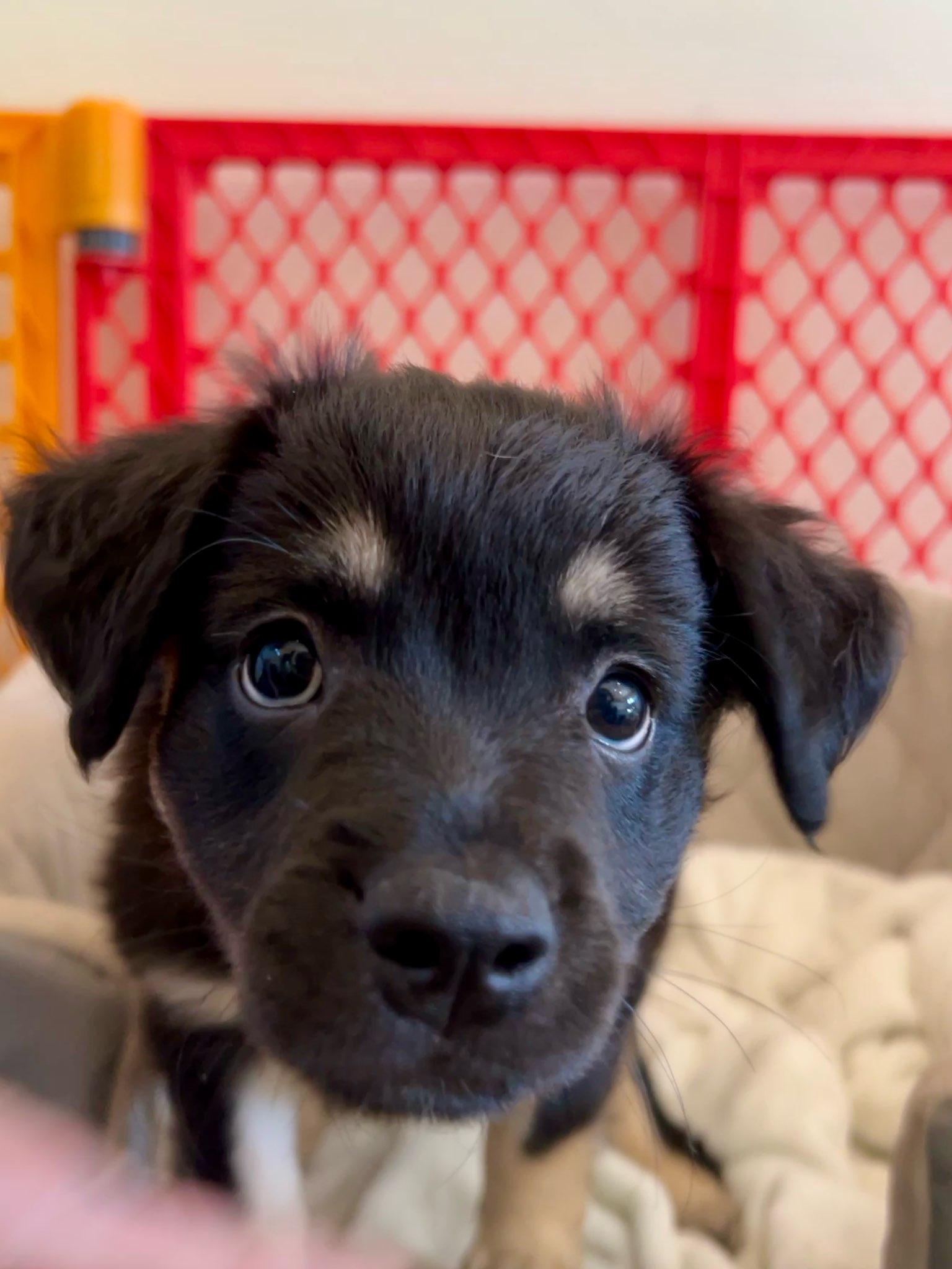 Enlarge TAORMINA, a Adoptable Spaniel in Agoura Hills, CA image 3/3