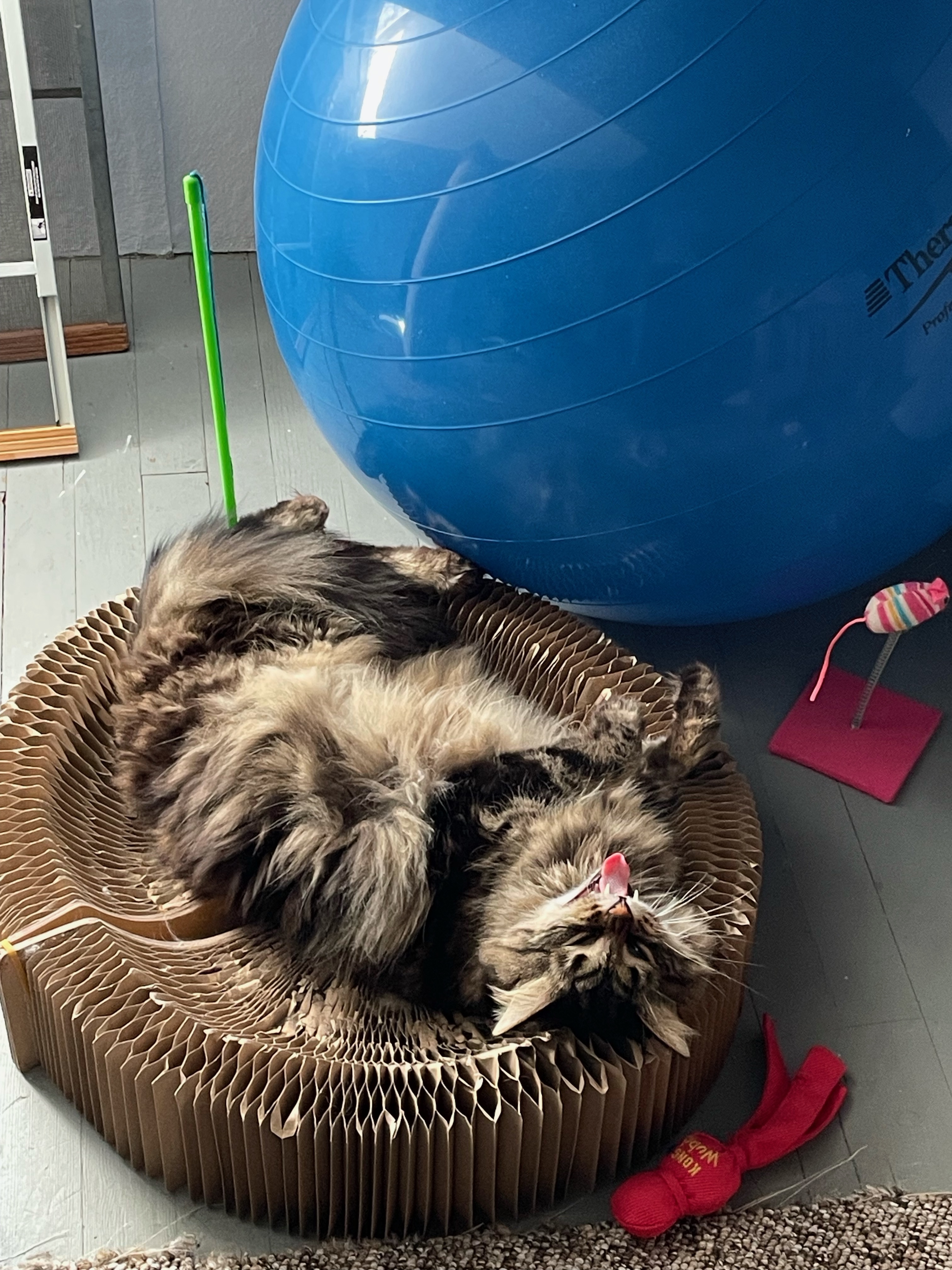 Gareth, Adopted, Adult Female Siberian.