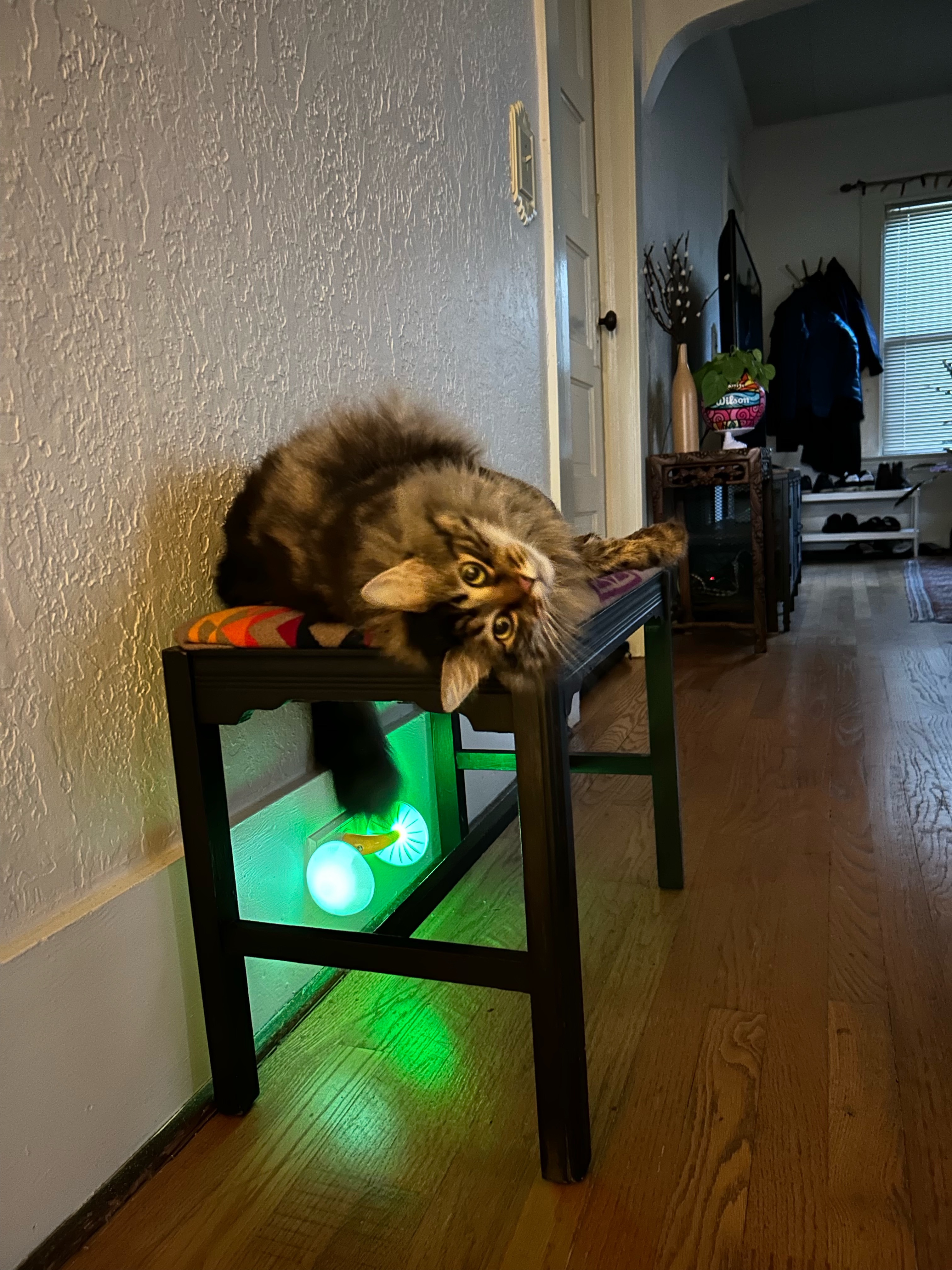 Gareth, a Adopted mixed breed in Portland, OR image 2/5