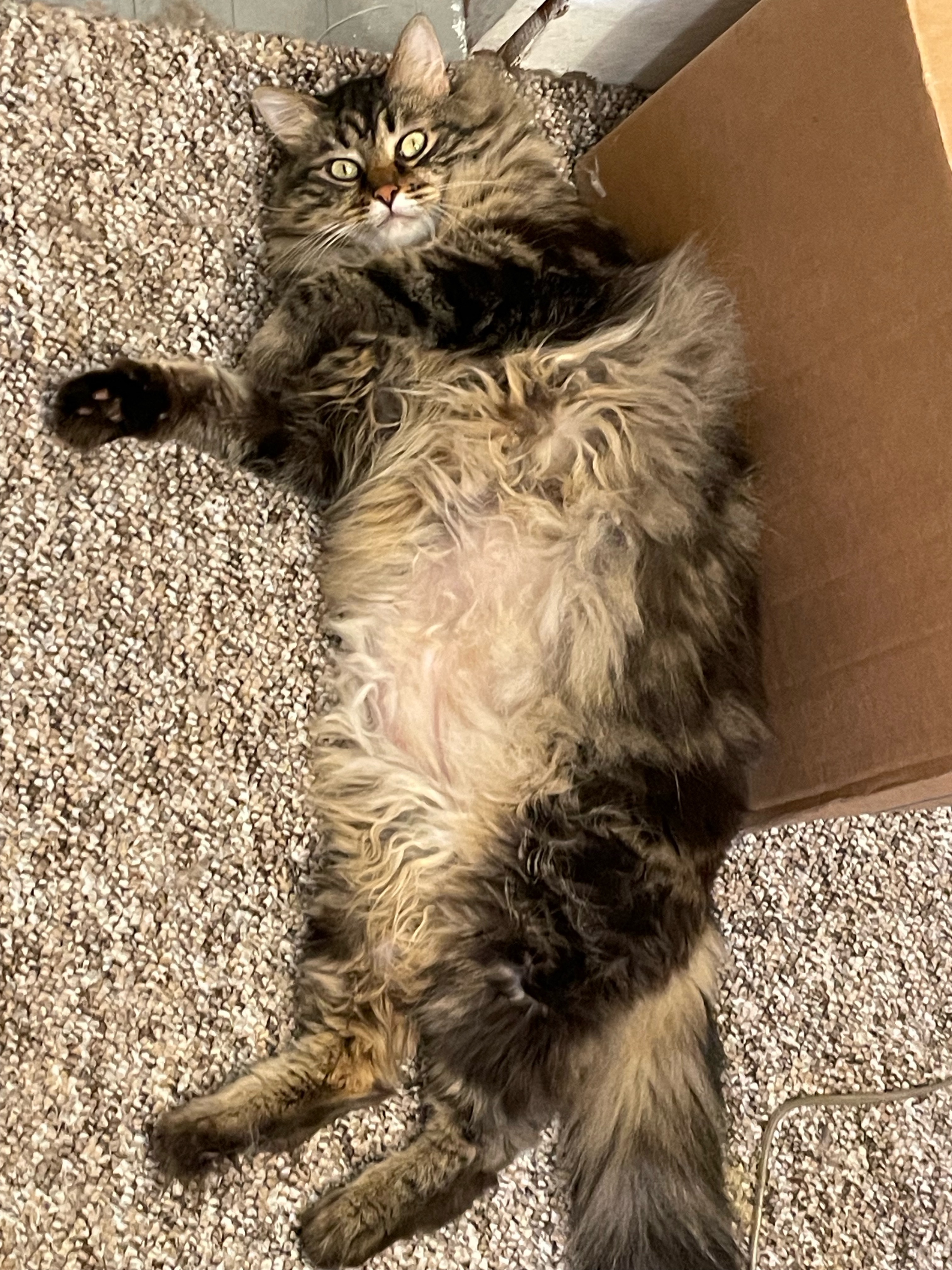 Gareth, a Adopted mixed breed in Portland, OR image 3/5