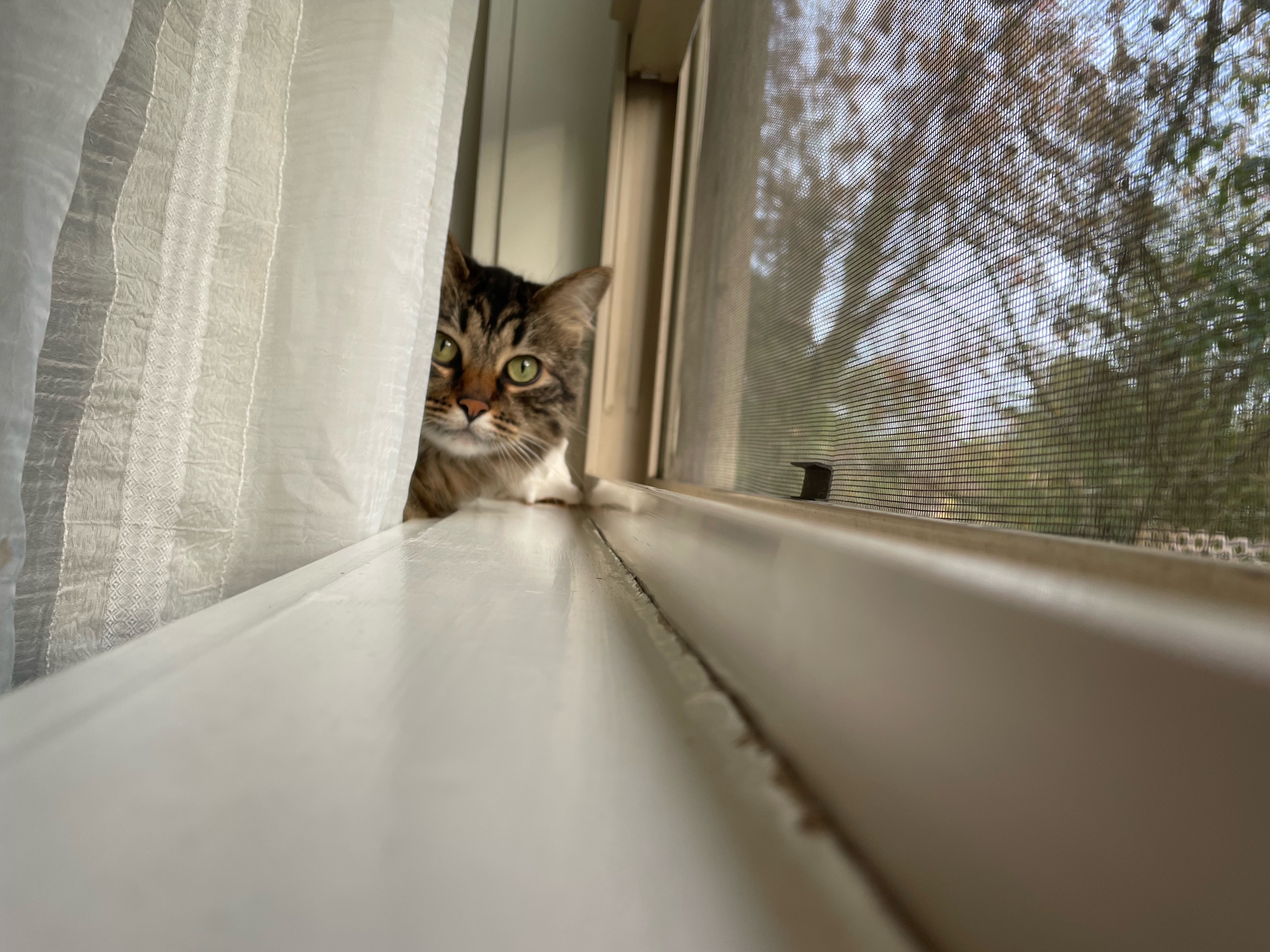 Gareth, a Adopted mixed breed in Portland, OR image 4/5