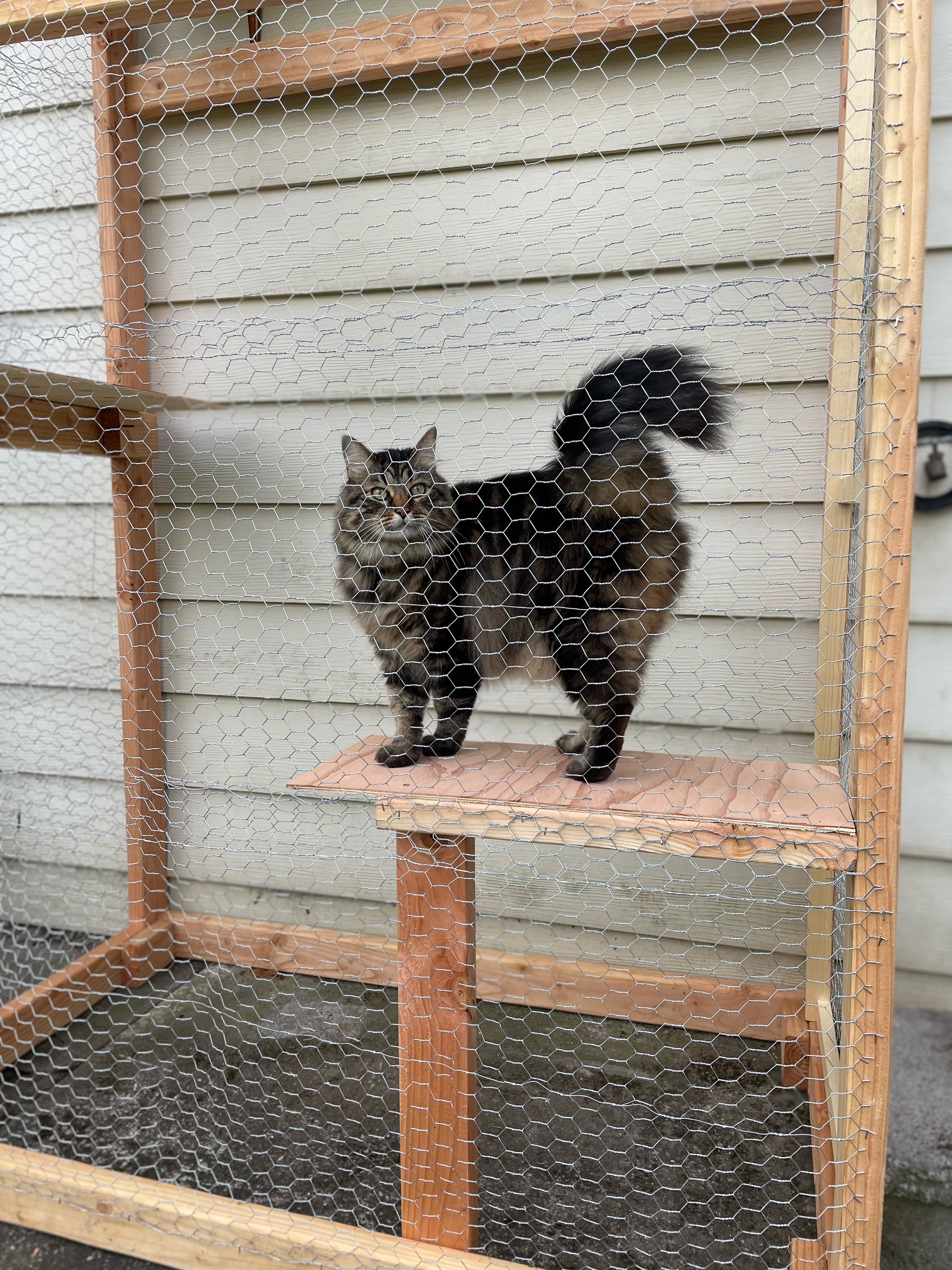 Gareth, a Adopted mixed breed in Portland, OR image 5/5