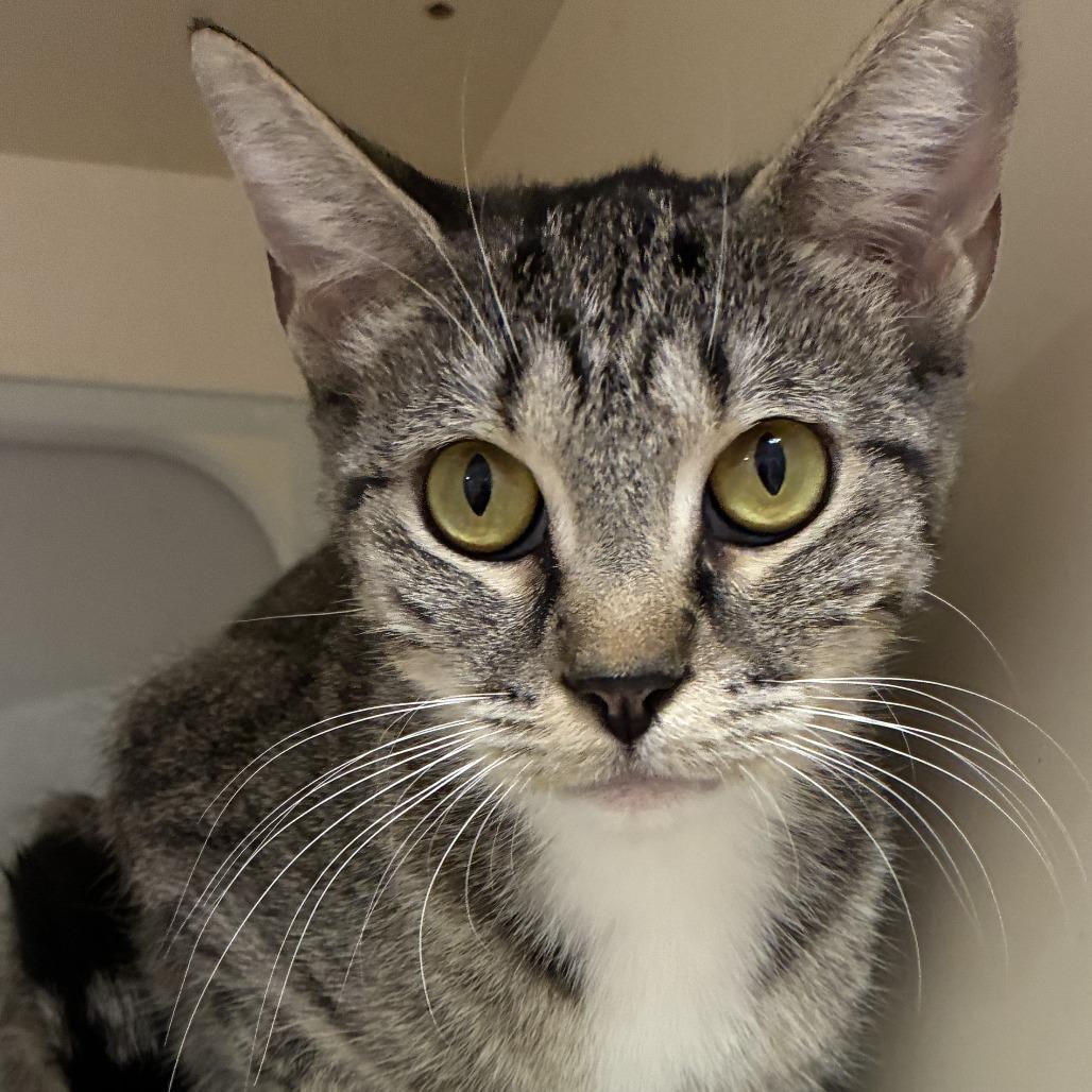 Margaret, Adoptable, Adult Female Domestic Short Hair.