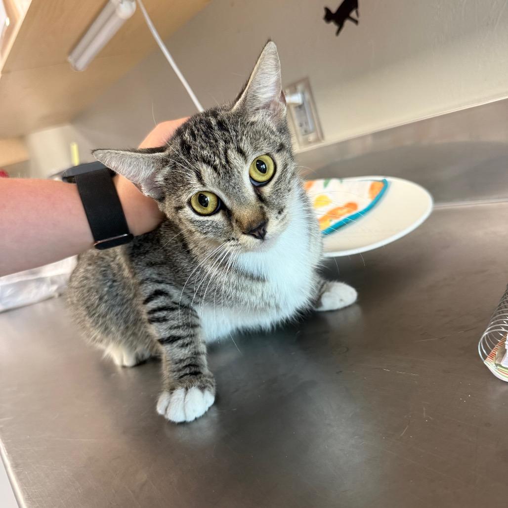 Enlarge Margaret, a Adoptable Domestic Short Hair in Ponca City, OK image 2/2