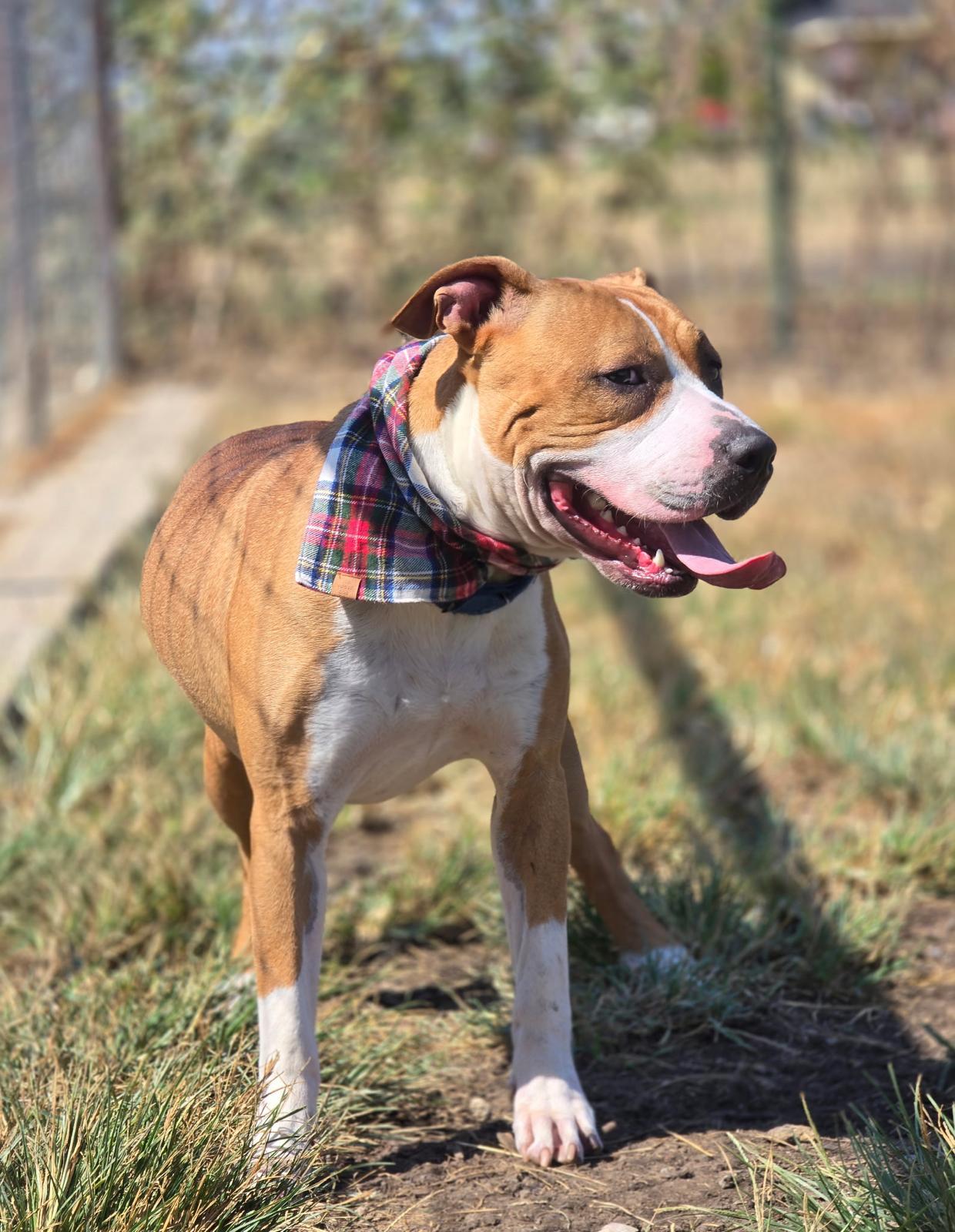Enlarge Jack, a Adoptable mixed breed in Pilot Point, TX image 3/6