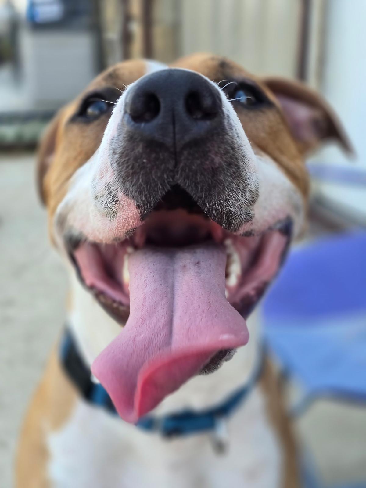 Enlarge Jack, a Adoptable mixed breed in Pilot Point, TX image 2/6