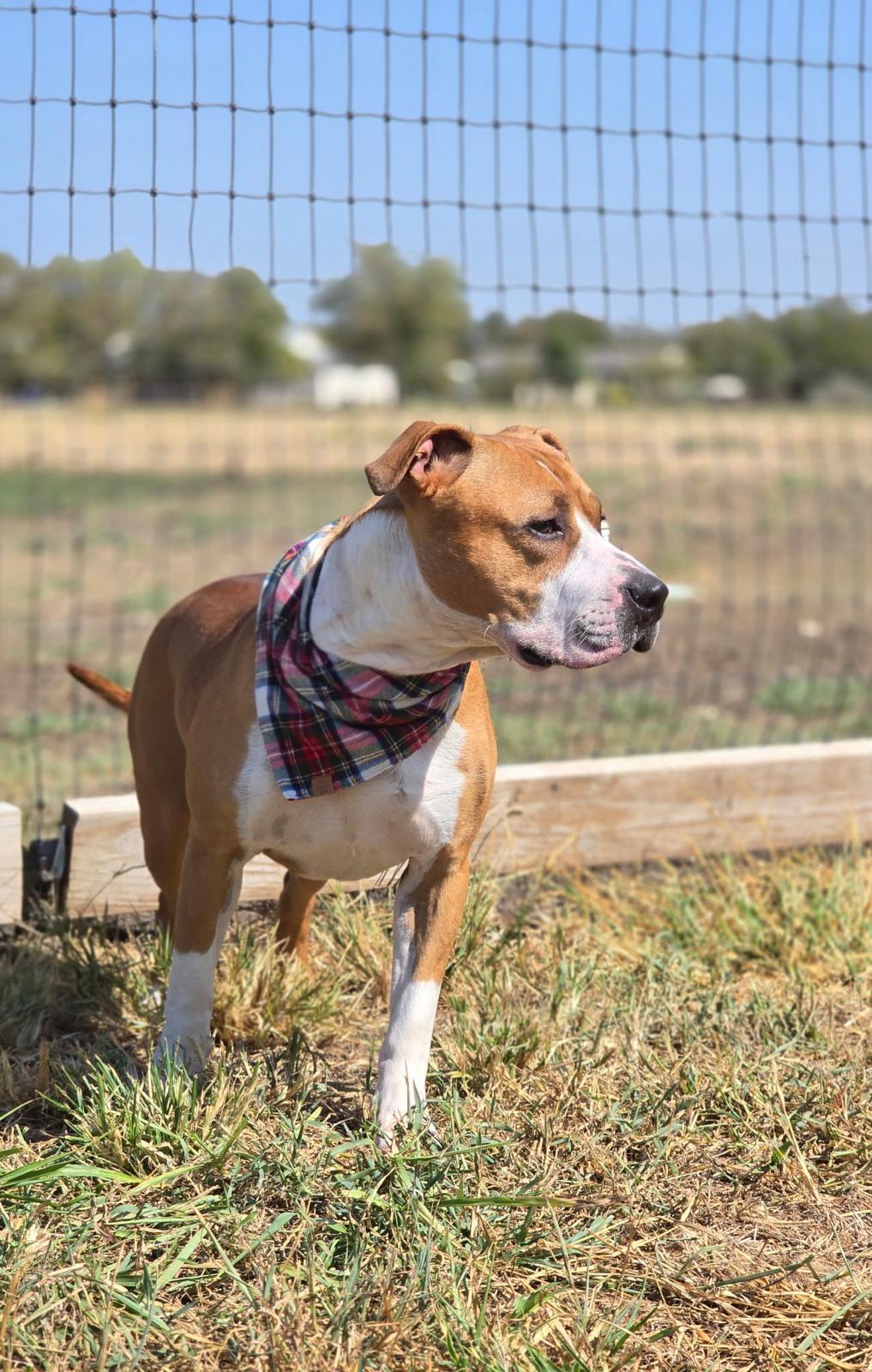 Enlarge Jack, a Adoptable mixed breed in Pilot Point, TX image 5/6