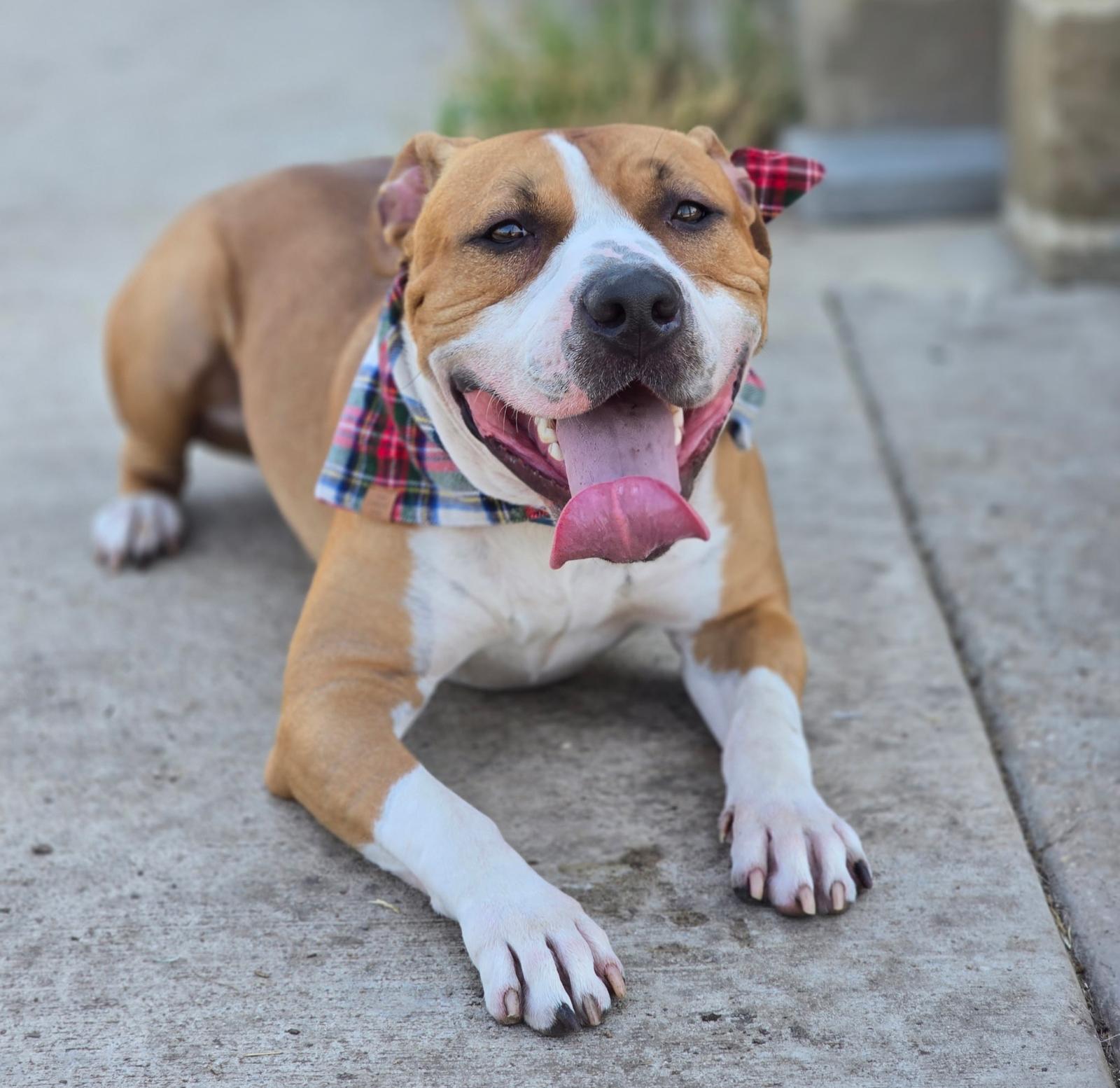 Enlarge Jack, a Adoptable mixed breed in Pilot Point, TX image 1/6