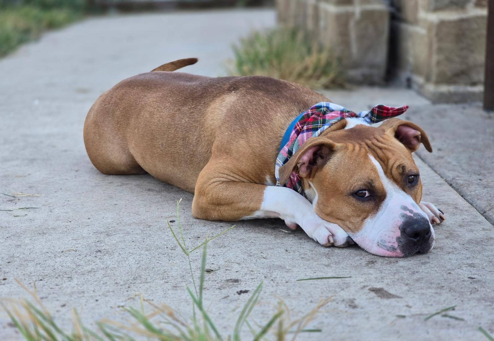 Enlarge Jack, a Adoptable mixed breed in Pilot Point, TX image 4/6