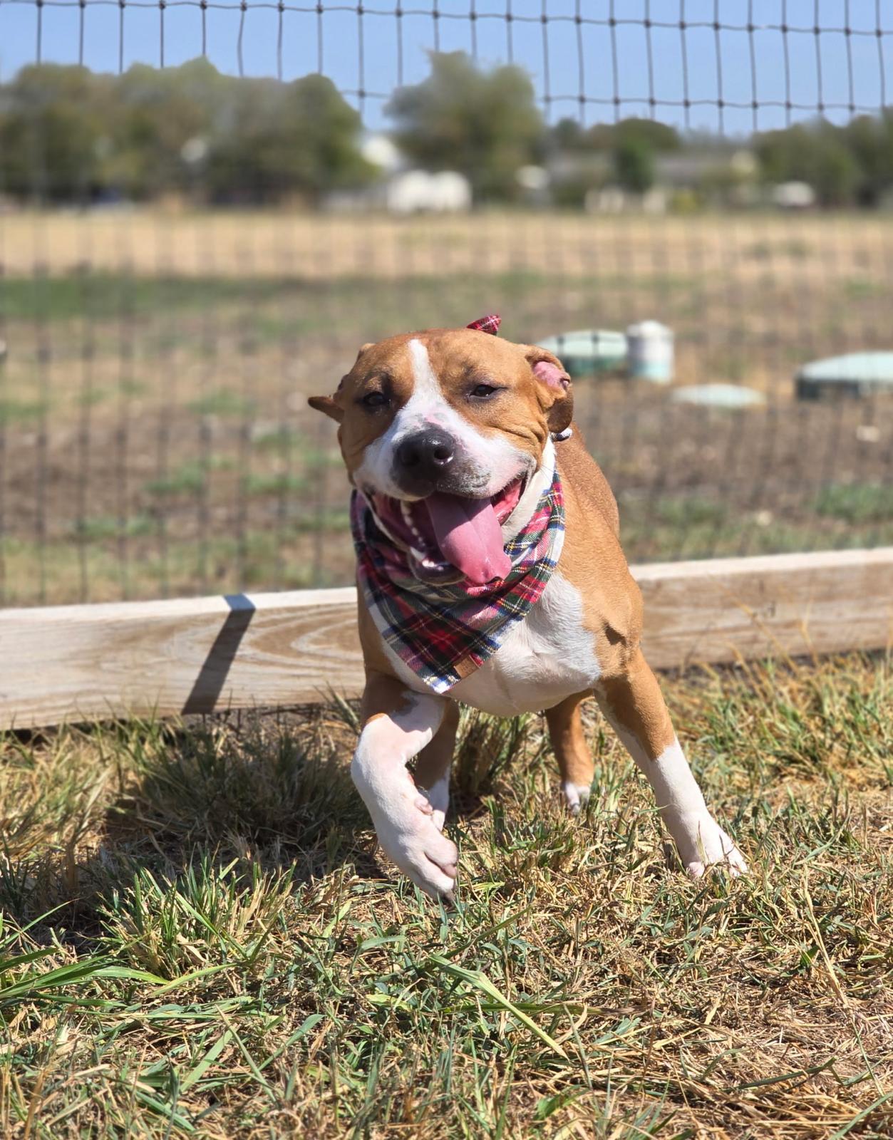 Enlarge Jack, a Adoptable mixed breed in Pilot Point, TX image 6/6