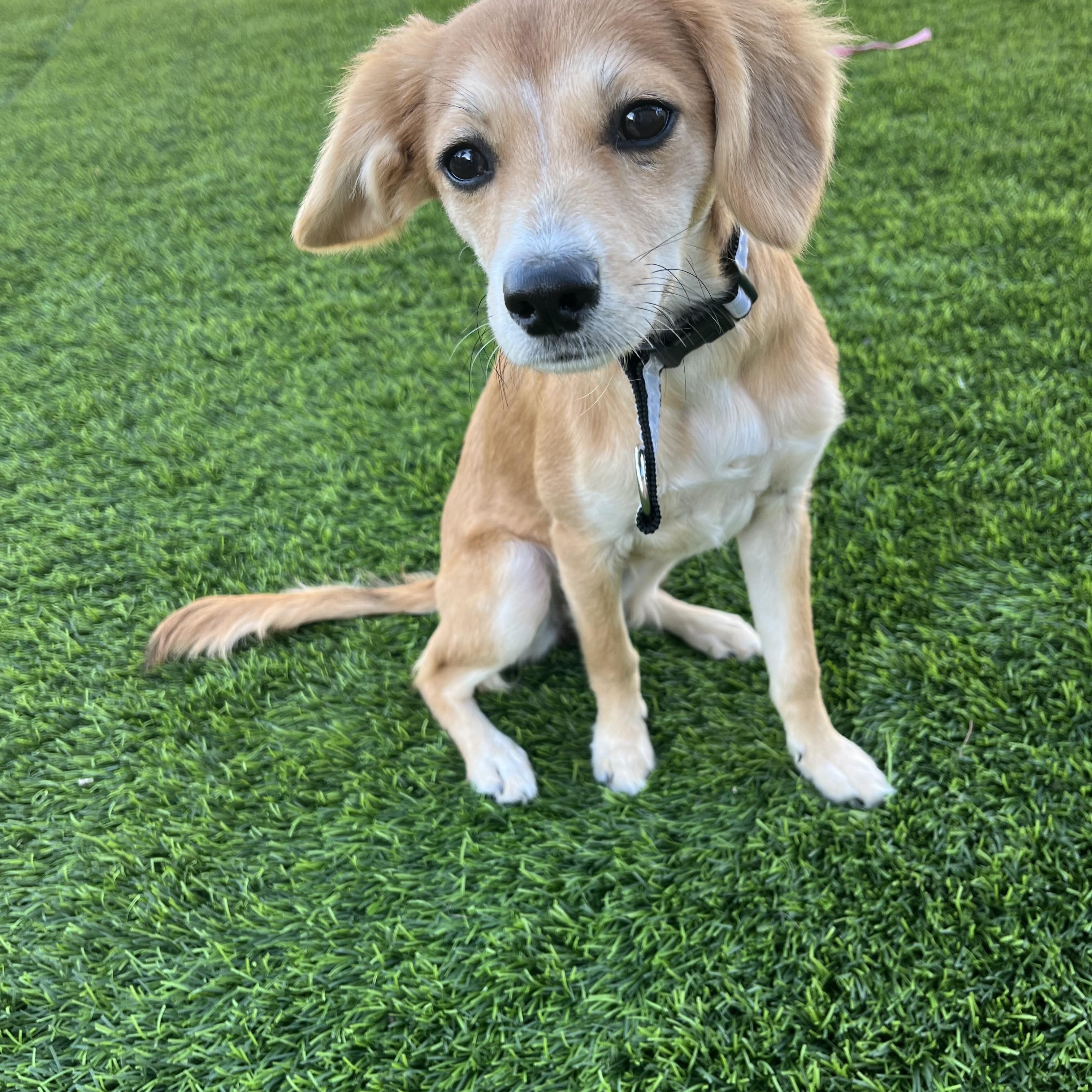 Daisy , ADOPTABLE, Puppy Female Spaniel & Chihuahua.