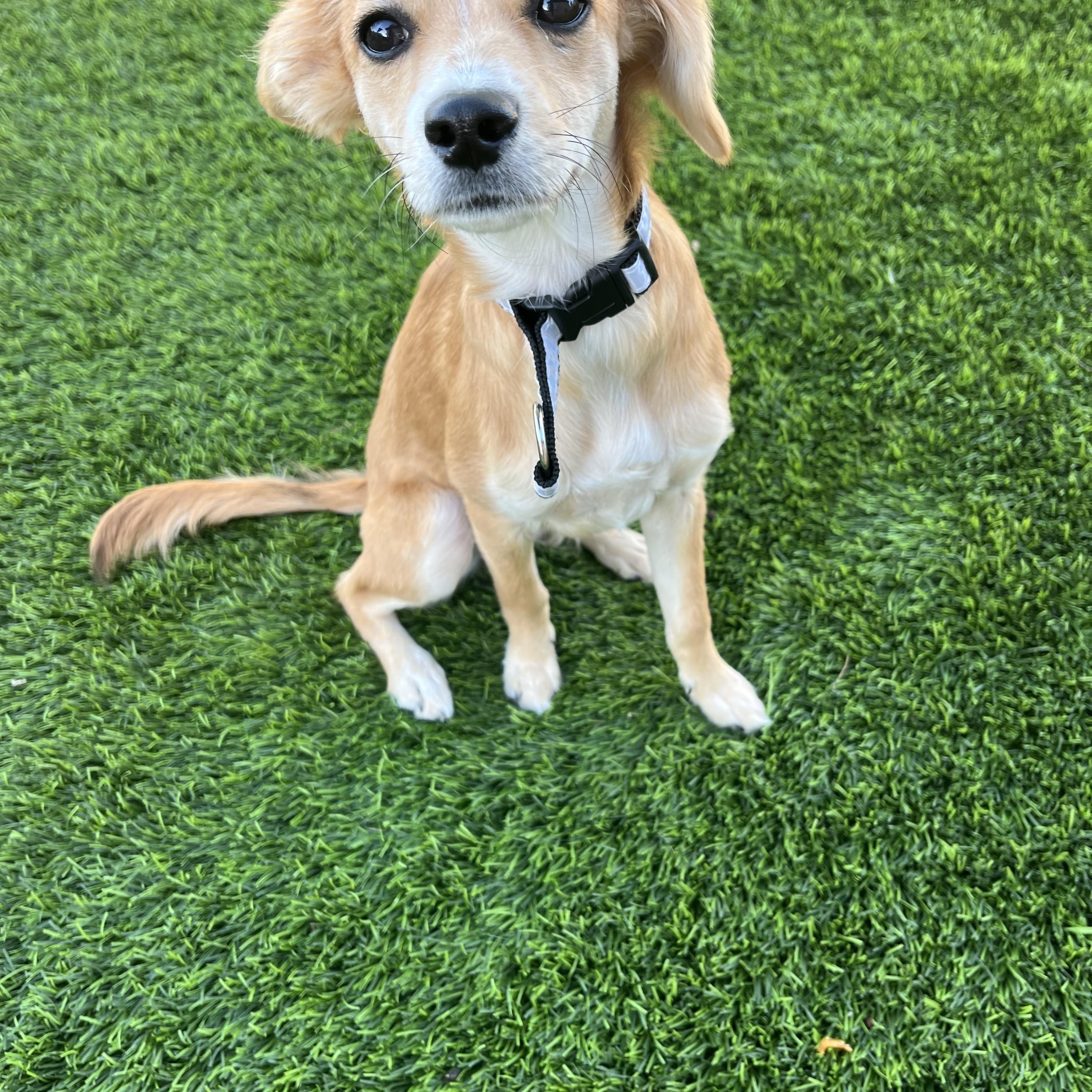 Enlarge Daisy , a ADOPTABLE mixed breed in Poway, CA image 4/4