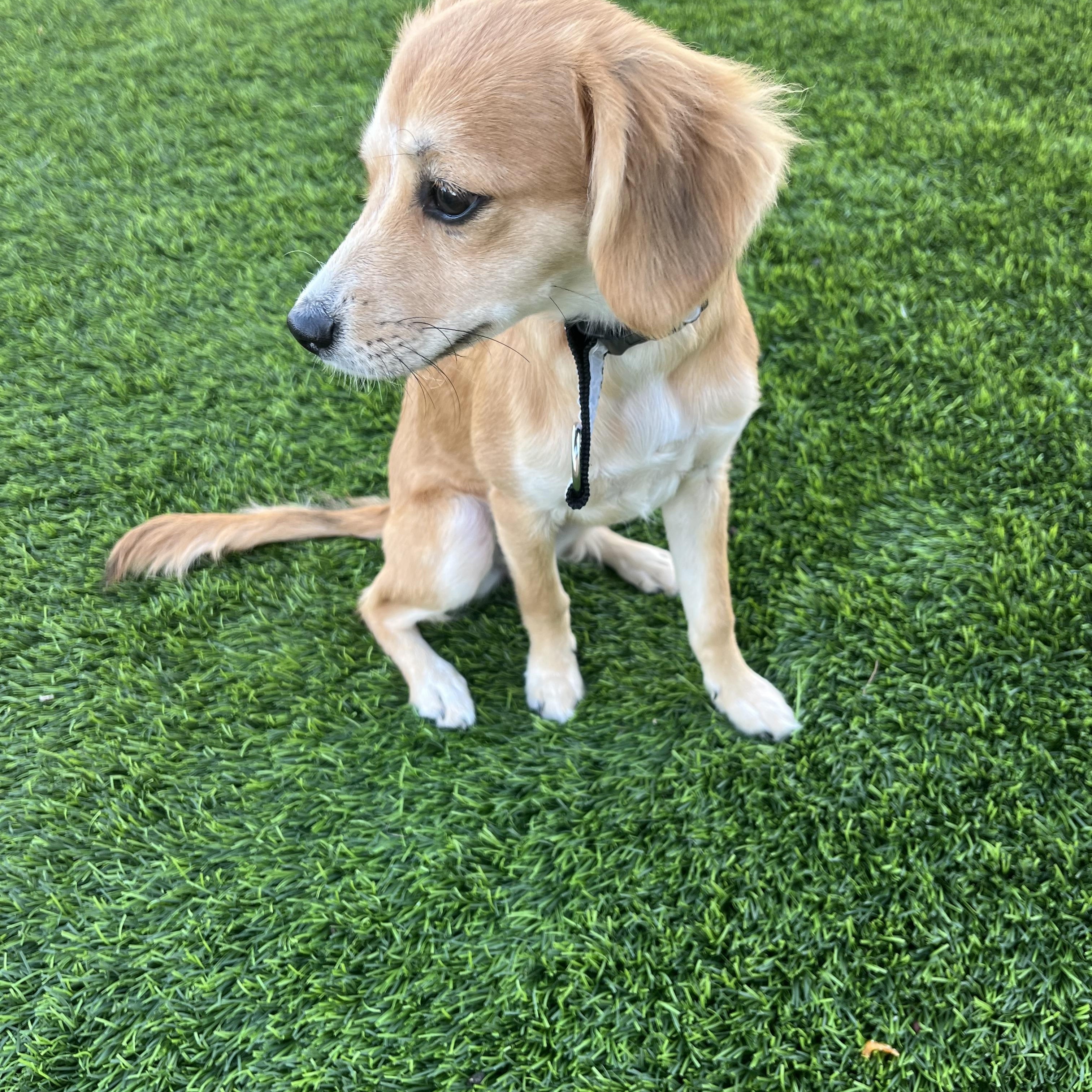 Enlarge Daisy , a ADOPTABLE mixed breed in Poway, CA image 3/4