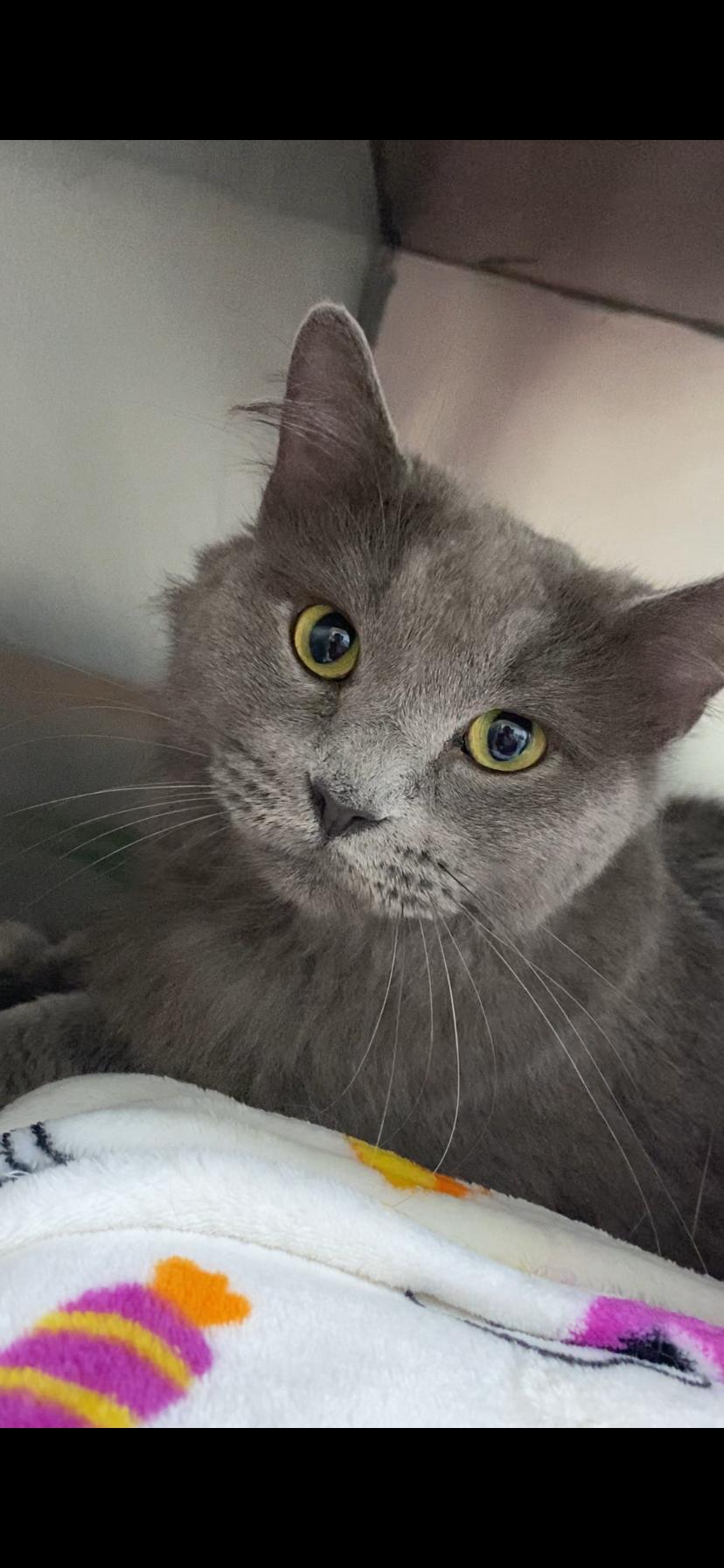 Ariel, ADOPTABLE, Adult Female Domestic Long Hair.