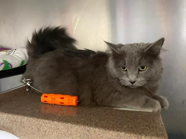 Ariel, a ADOPTABLE Domestic Long Hair in Stillwater, OK image 2/3