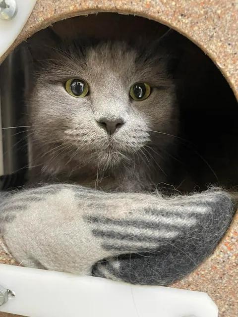 Ariel, a ADOPTABLE Domestic Long Hair in Stillwater, OK image 3/3