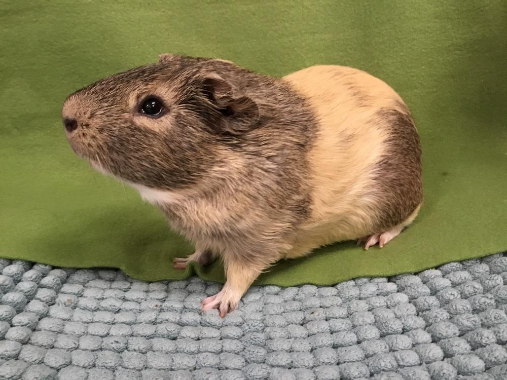 Enlarge Dovino, a Adoptable Guinea Pig in San Diego, CA image 1/2
