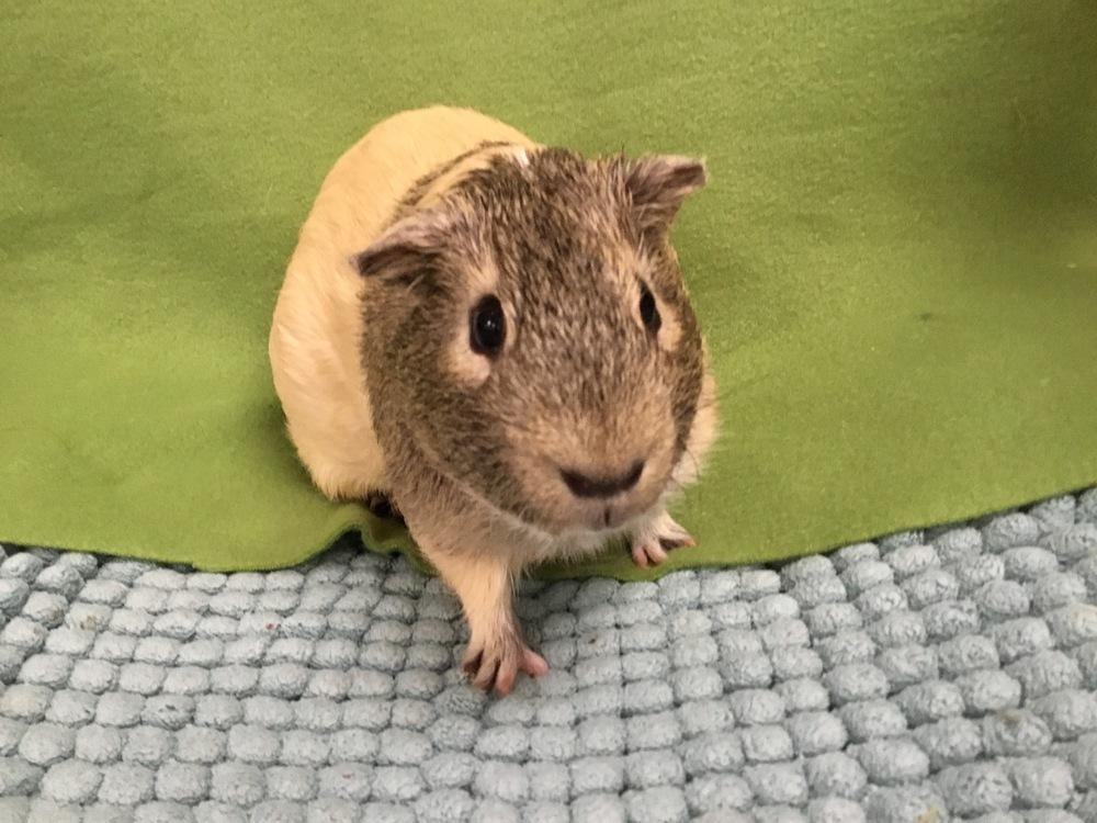 Enlarge Dovino, a Adoptable Guinea Pig in San Diego, CA image 2/2